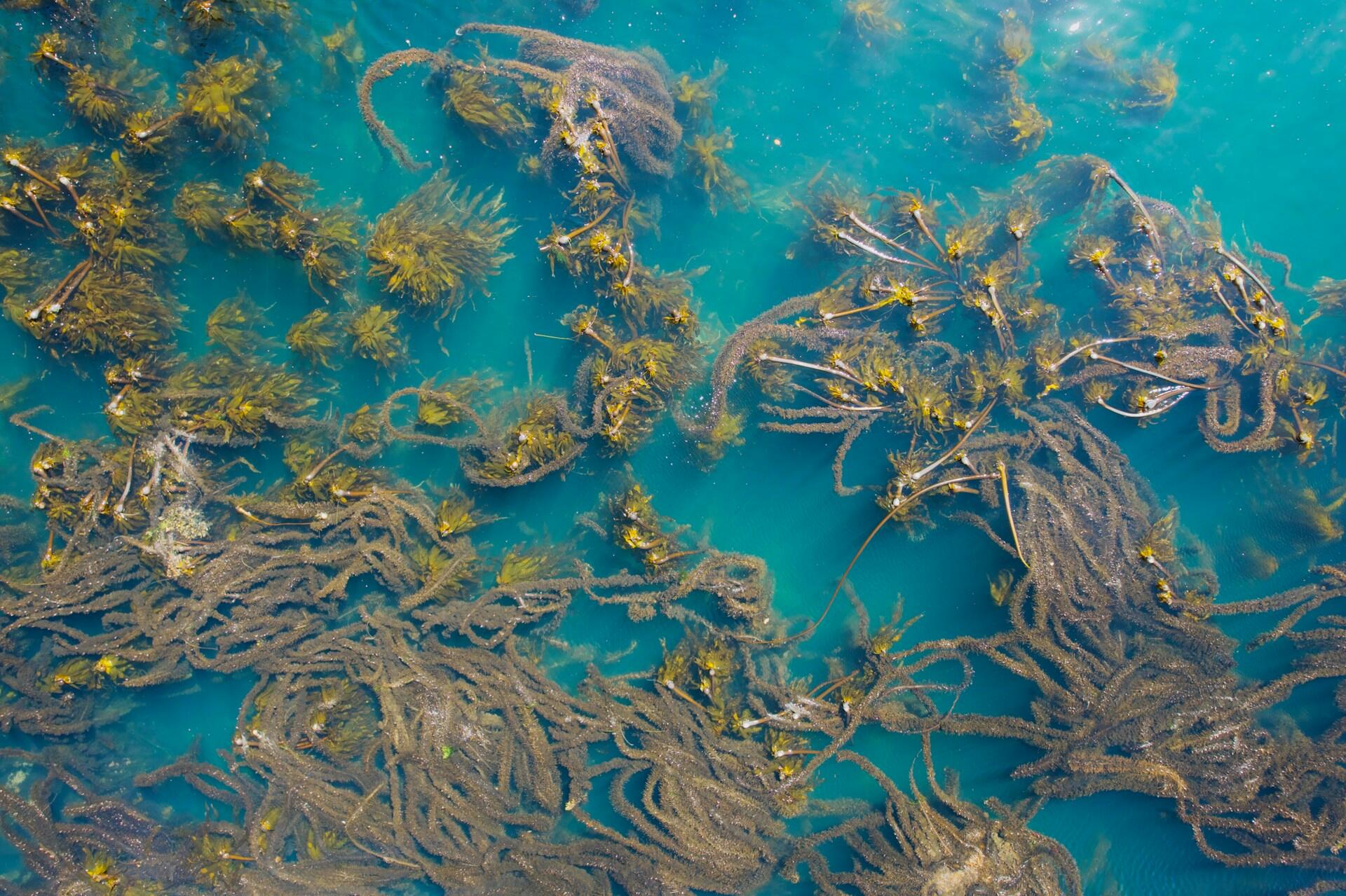 Vista submarina de algas marrones enmarañadas que flotan a la deriva en unas aguas de un turquesa intenso, creando una escena densa, orgánica y llena de textura.