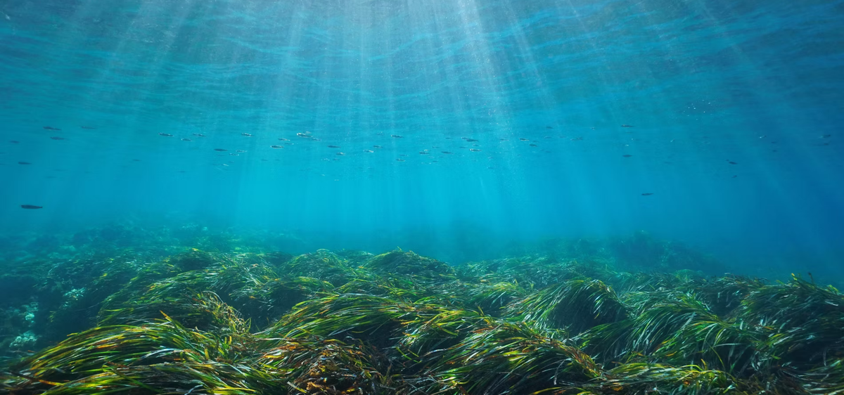 Los rayos de sol se filtran a través de las cristalinas aguas turquesas del mar hasta llegar a una exuberante pradera de algas marinas, creando una serena escena submarina con diminutos peces nadando por encima.