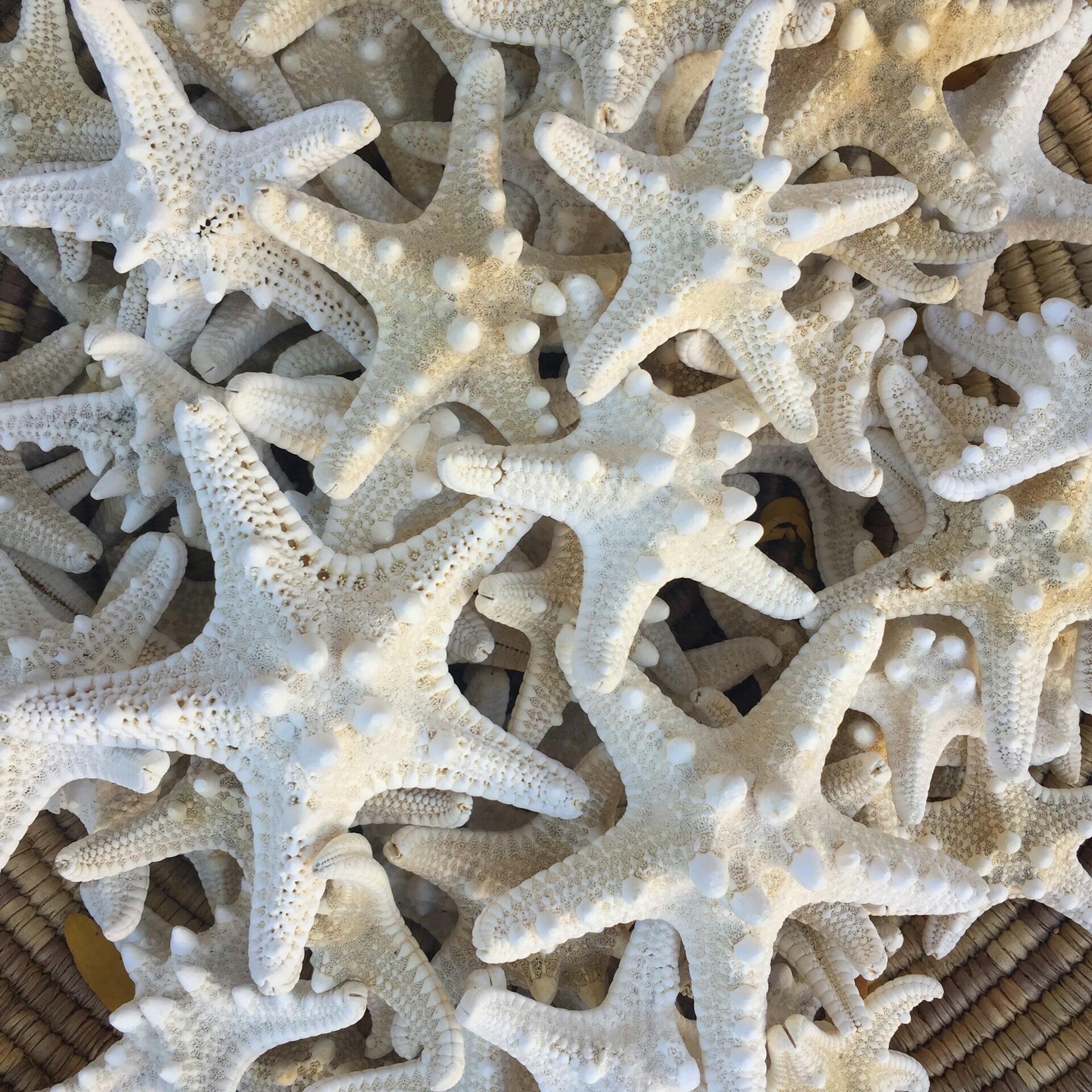 Un denso montón de estrellas de mar de color blanco pálido y beige, que muestran sus brazos texturizados y sus superficies rugosas en una intrincada composición natural de estilo costero.