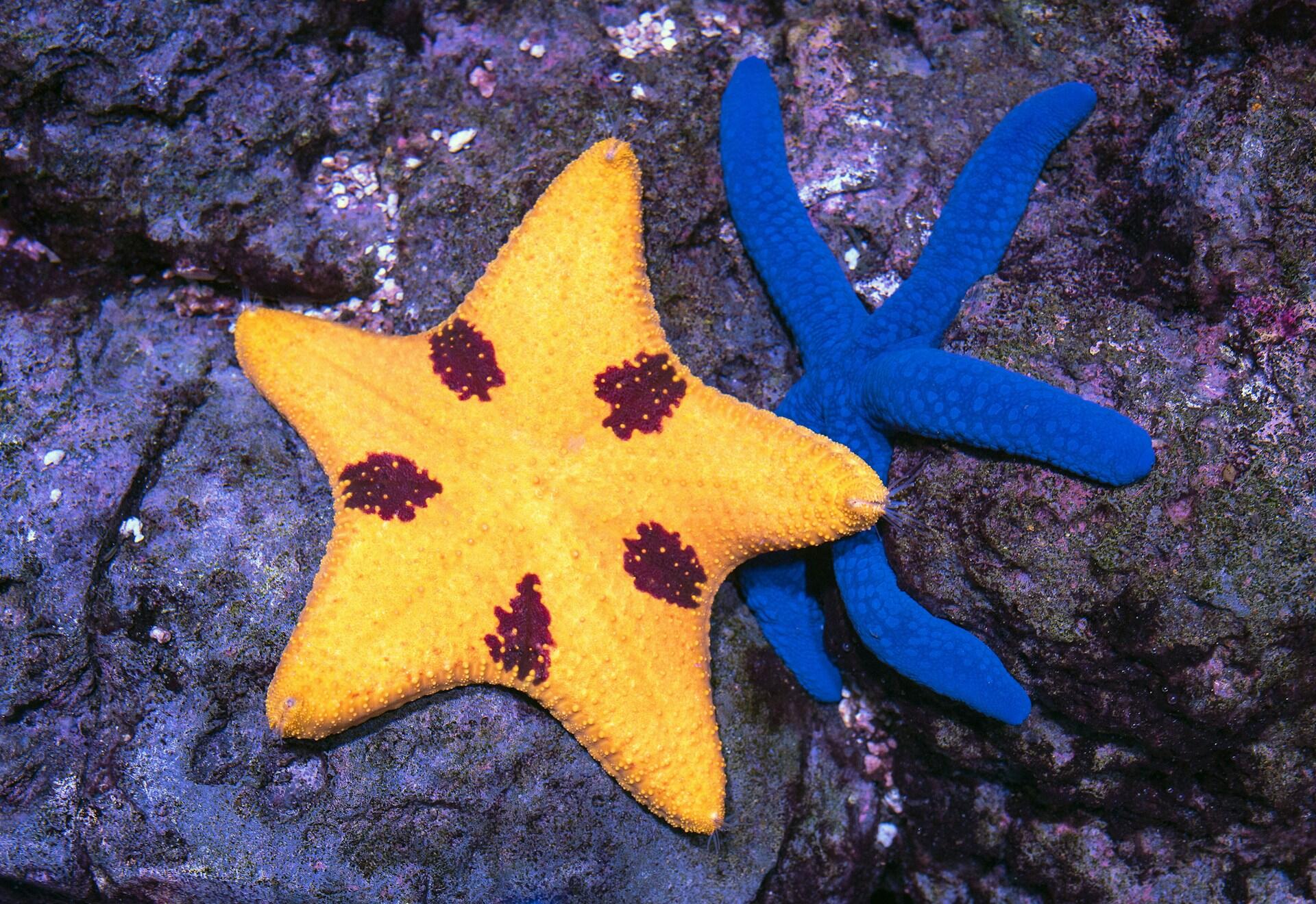 Una estrella de mar de color amarillo brillante con manchas moradas se superpone a otra de un azul intenso en el terreno rocoso y húmedo de una poza de marea, creando una colorida escena marina.