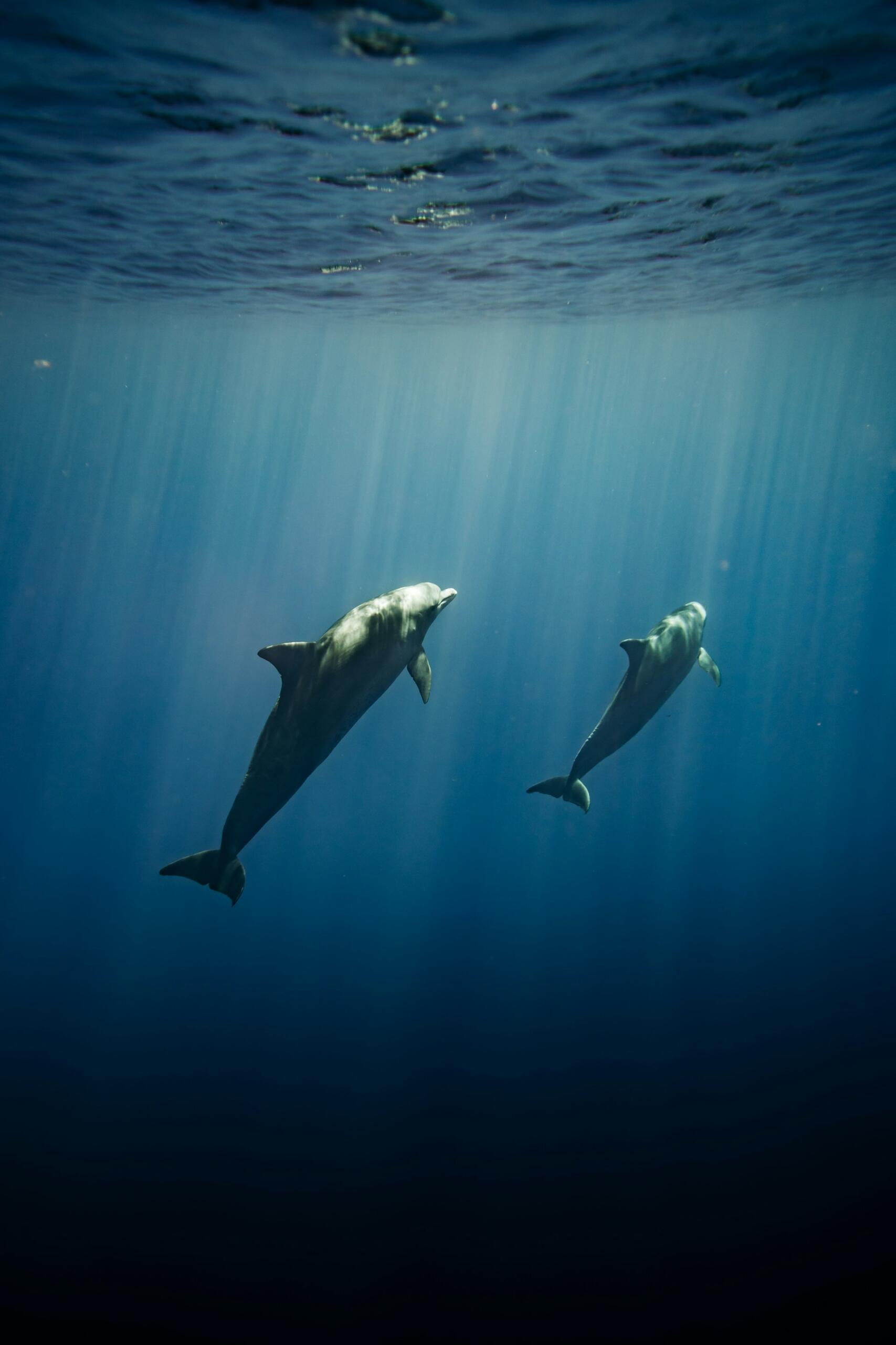 Dos delfines nadan hacia arriba a través de las profundas aguas azules del océano, mientras la luz del sol se filtra desde la superficie, creando una escena submarina tranquila y serena.