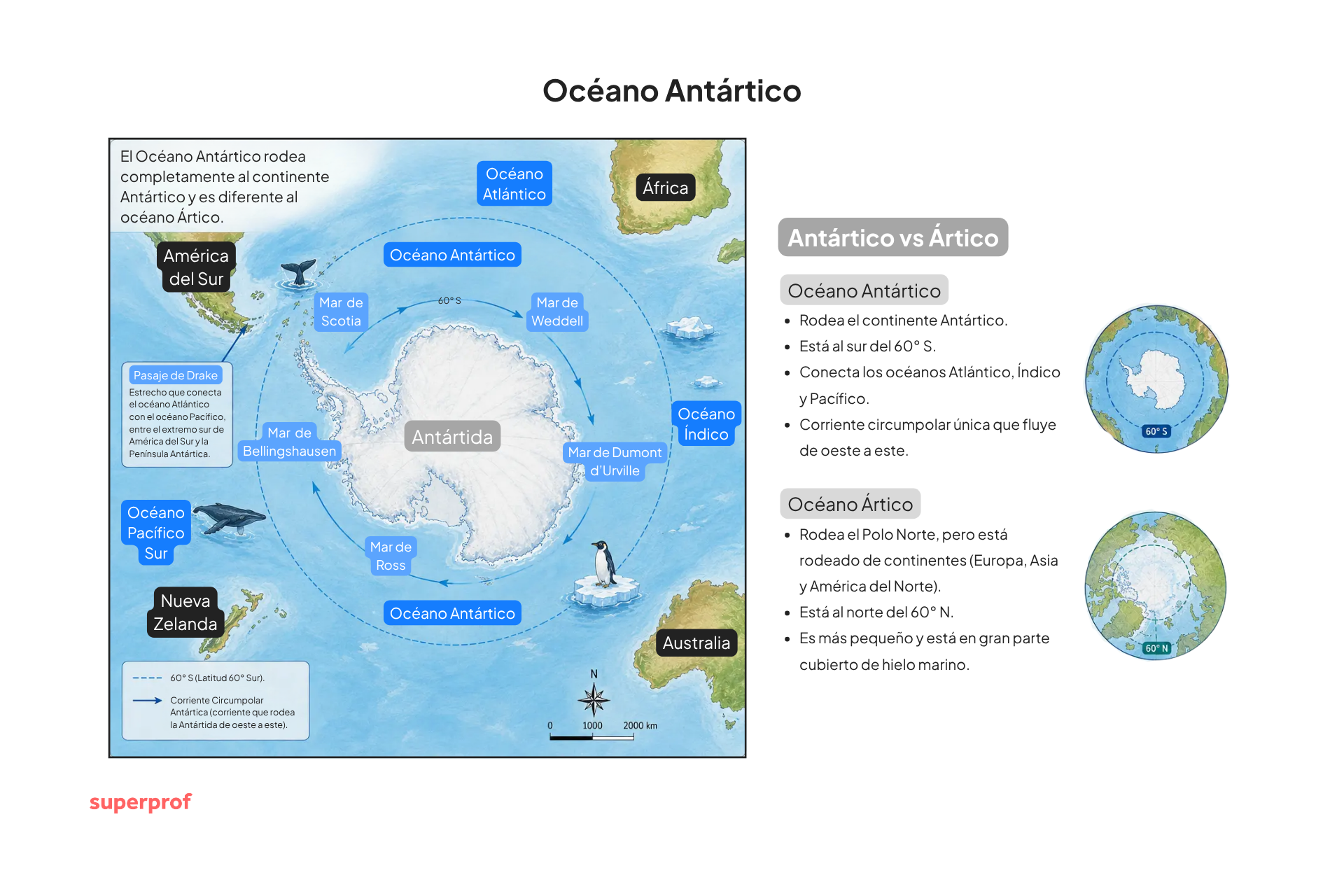 Infografía educativa del océano Antártico: mapa de corrientes alrededor de la Antártida, continentes cercanos, pingüinos y ballenas.
