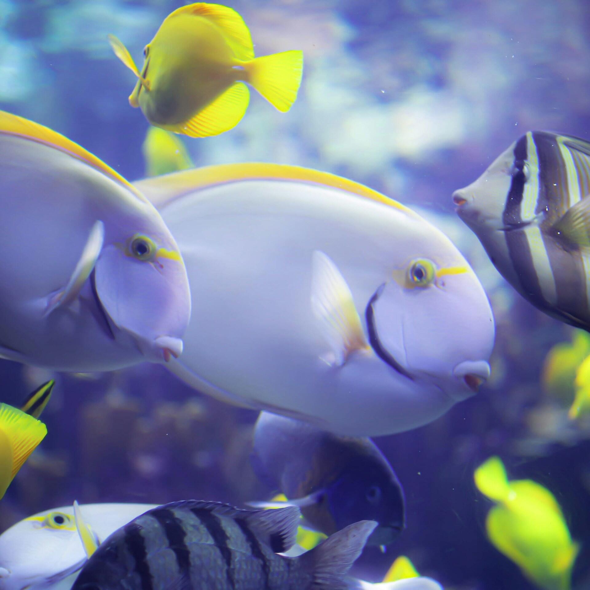 Peces tropicales de colores nadan por un acuario azul, en el que destacan un gran pez cirujano de color pálido, un pez cirujano amarillo, peces rayados y suaves burbujas.