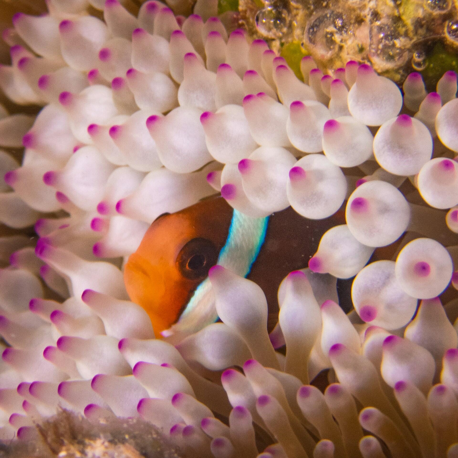 Un pez payaso de vivos colores naranja y blanco se asoma entre los tentáculos de una anémona de mar de tono pálido con puntas moradas, creando una escena submarina colorida y tranquila.