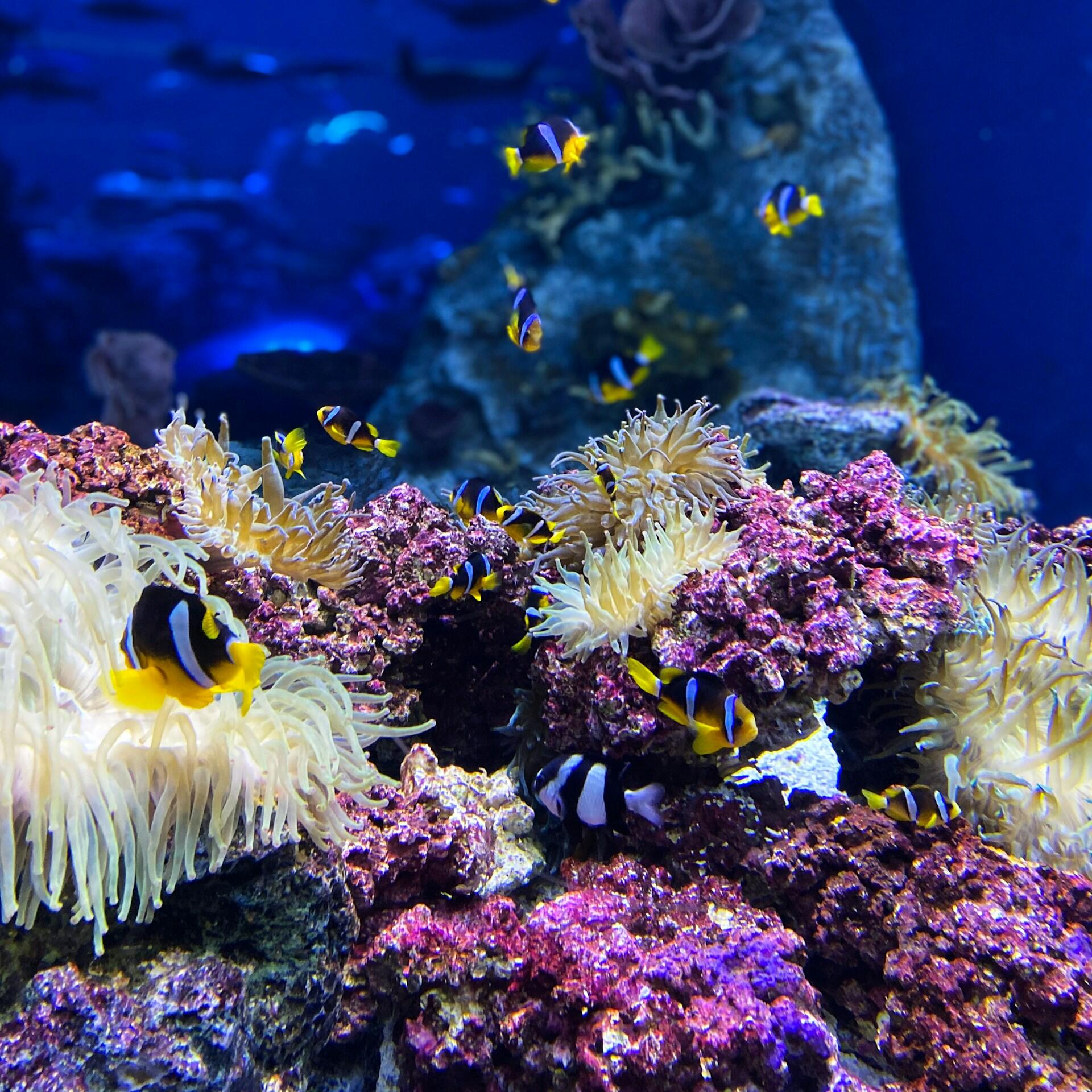 Un acuario de arrecife de coral lleno de vida, con coloridos peces payaso y peces de color amarillo y azul nadando entre anémonas de mar y rocas vivas de color morado en aguas azules.