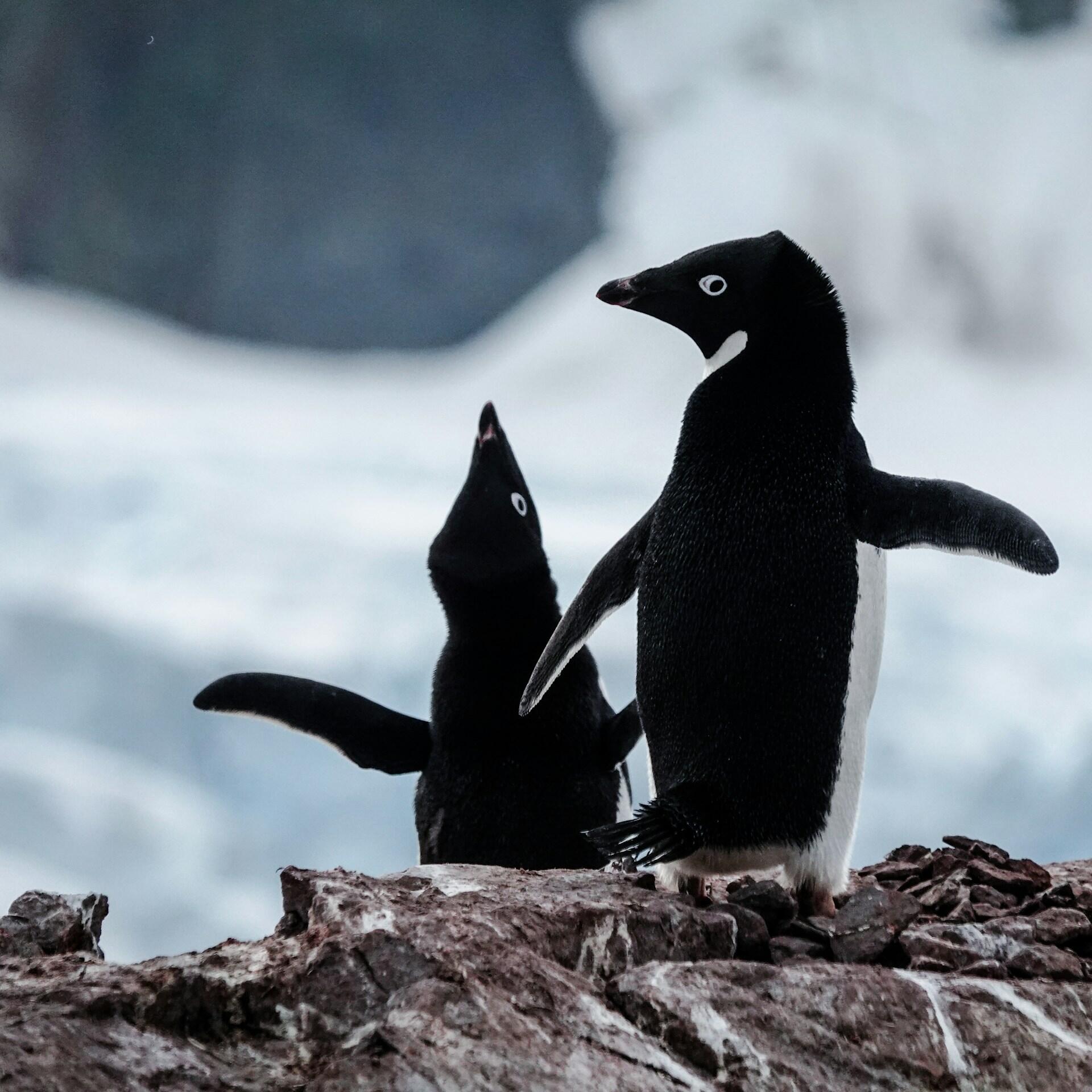 Dos pingüinos blancos y negros se encuentran de pie sobre una roca antártica, con las aletas extendidas frente a las montañas nevadas, creando una escena divertida y llena de vida.