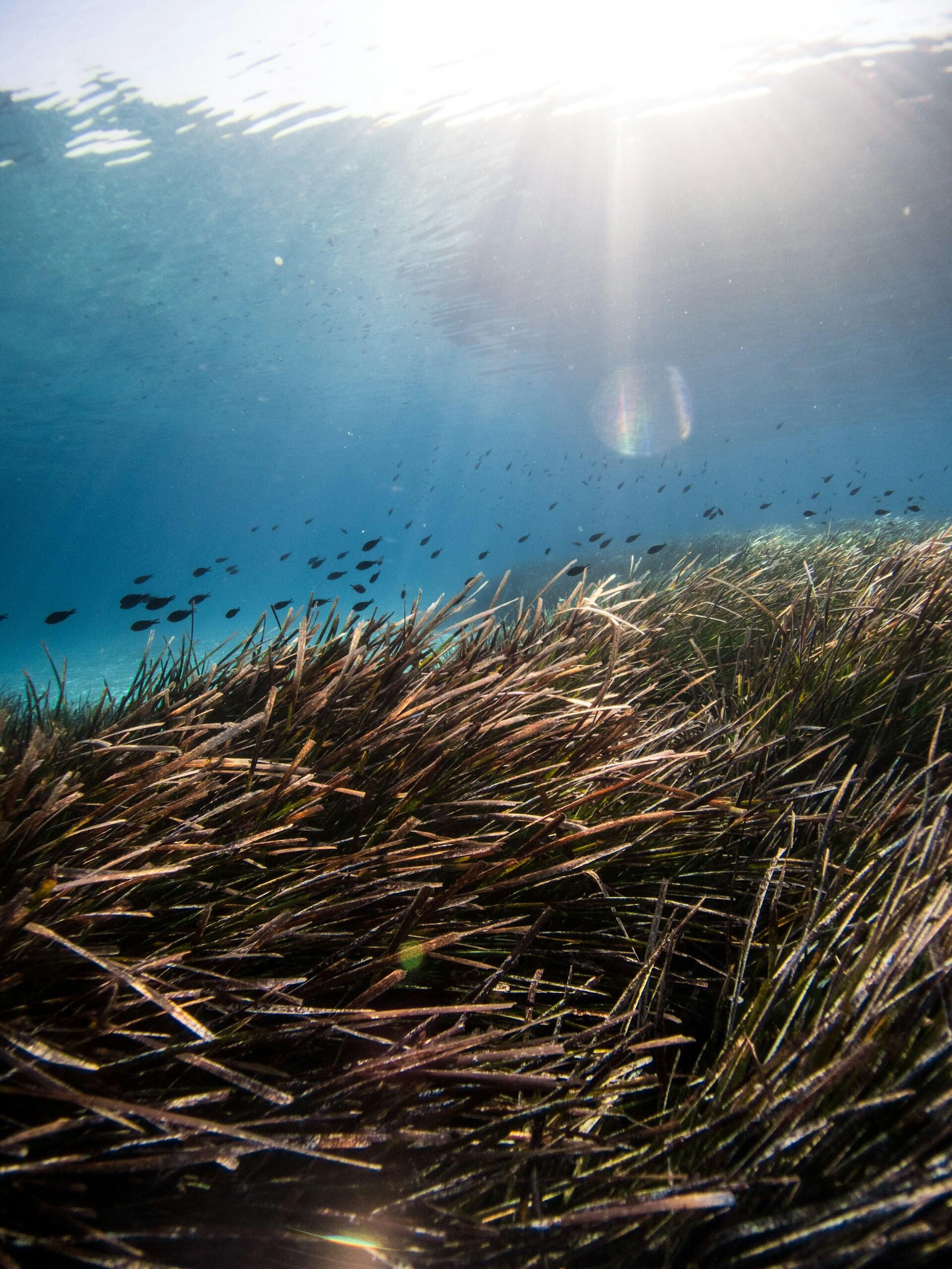Los rayos de sol se filtran a través de las aguas cristalinas y azules del mar hasta llegar a una pradera de algas marinas que se mece suavemente, donde un banco de pececitos crea una escena tranquila.