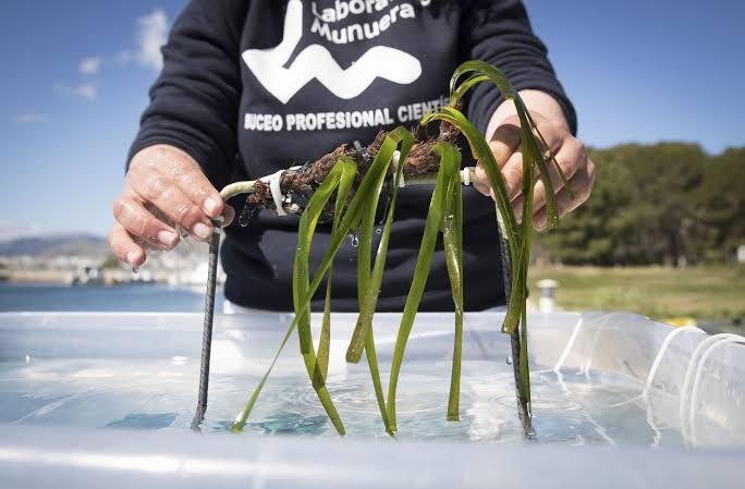 Un científico, vestido con una bata de laboratorio, sostiene un manojo de algas marinas sobre un tanque de agua al aire libre, ilustrando la investigación marina y la restauración medioambiental.