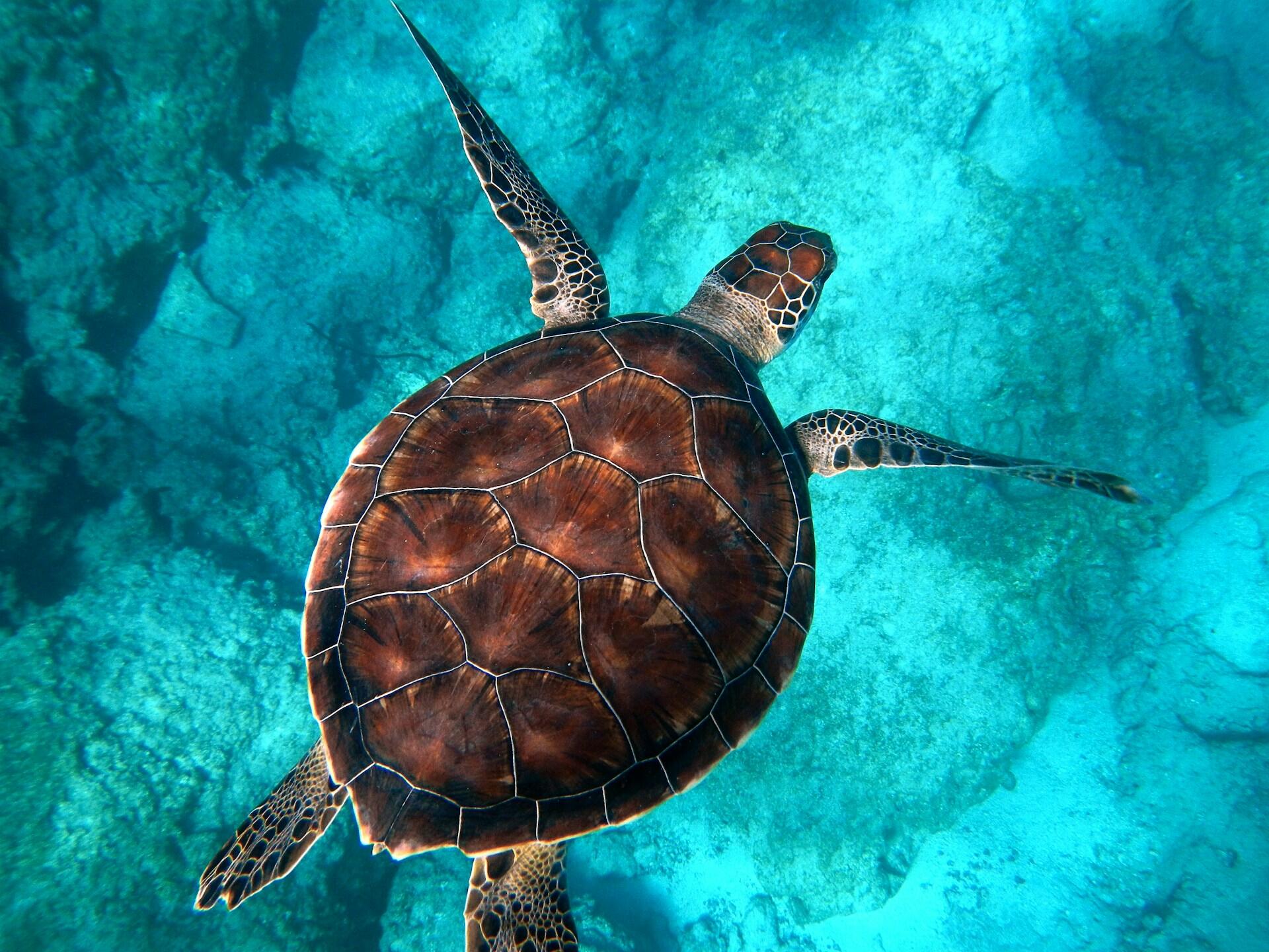 Una tortuga marina se desliza sobre un arrecife de coral de color turquesa; su caparazón, con sus característicos dibujos, y sus aletas, bien extendidas en las cristalinas aguas tropicales, crean una escena serena.