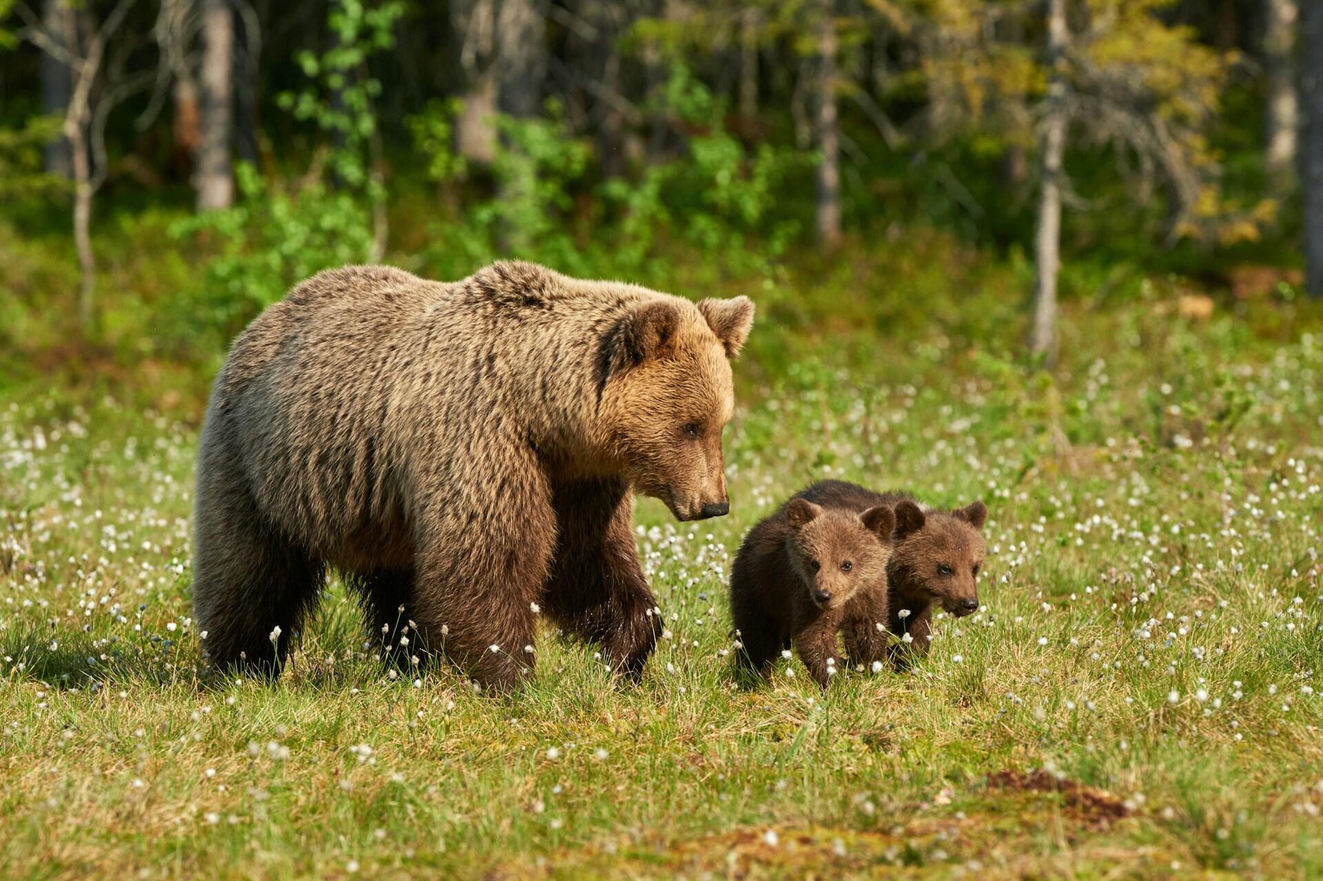 Una osa y sus dos oseznos paseando por el bosque.
