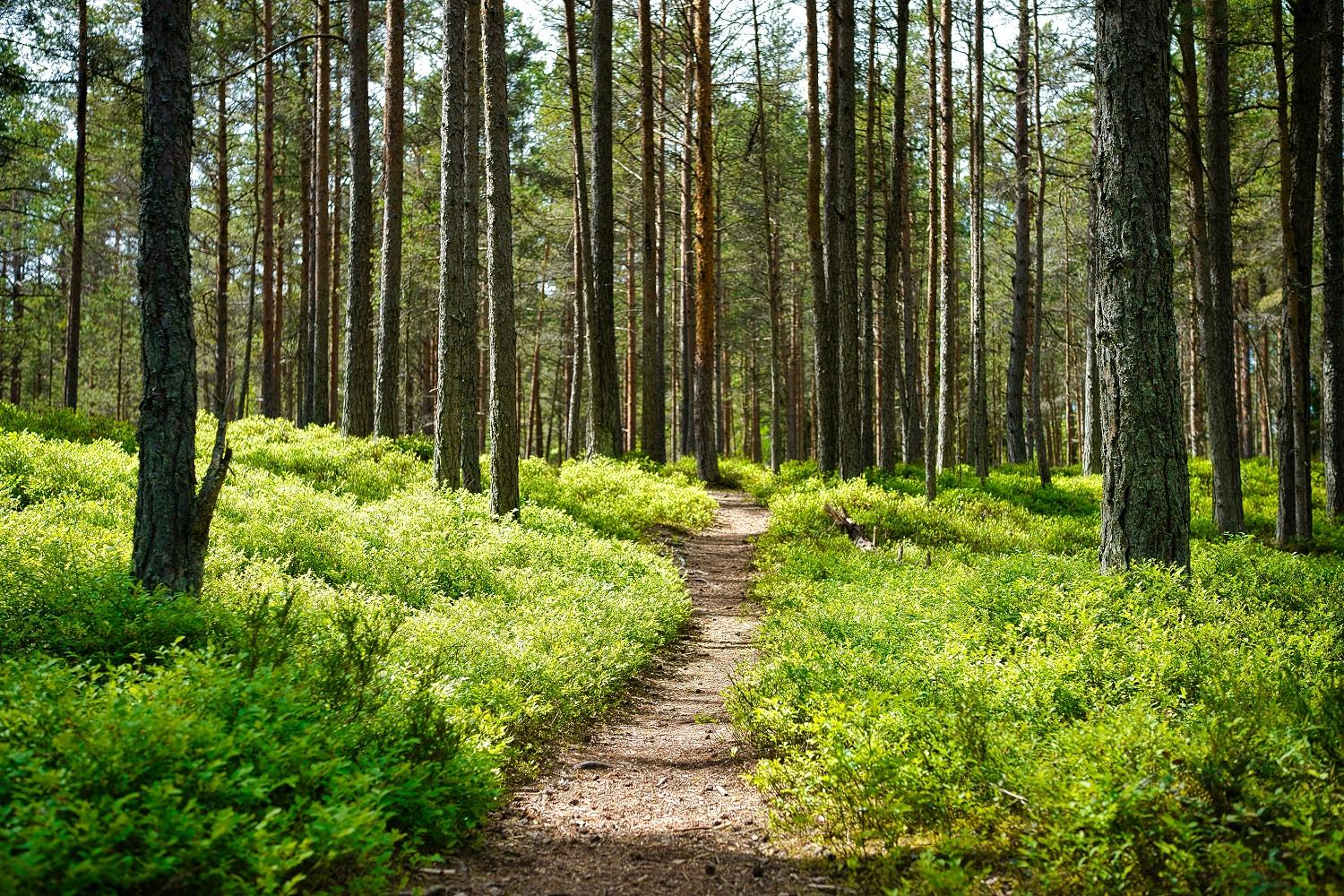 Kesäinen mäntymetsä.