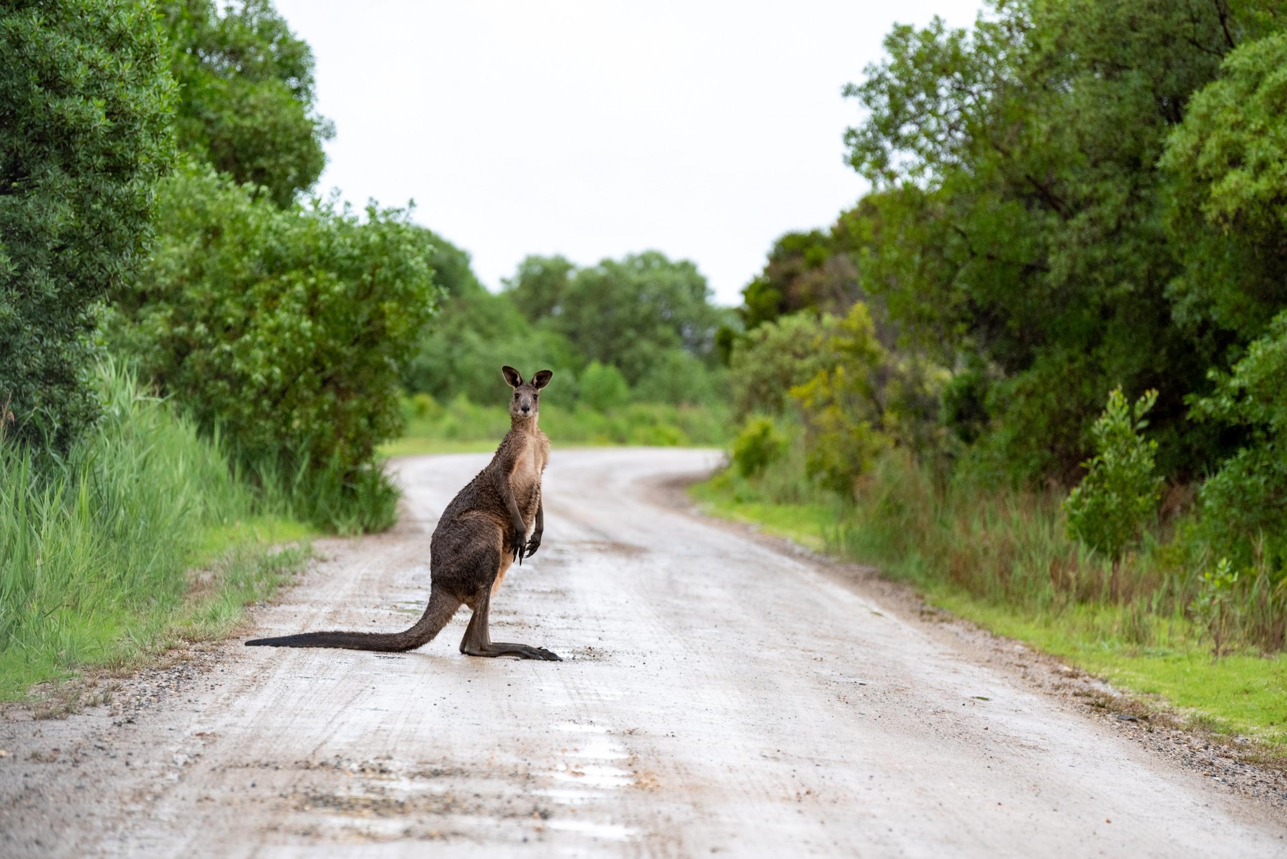 Kenguru australialaisella tiellä