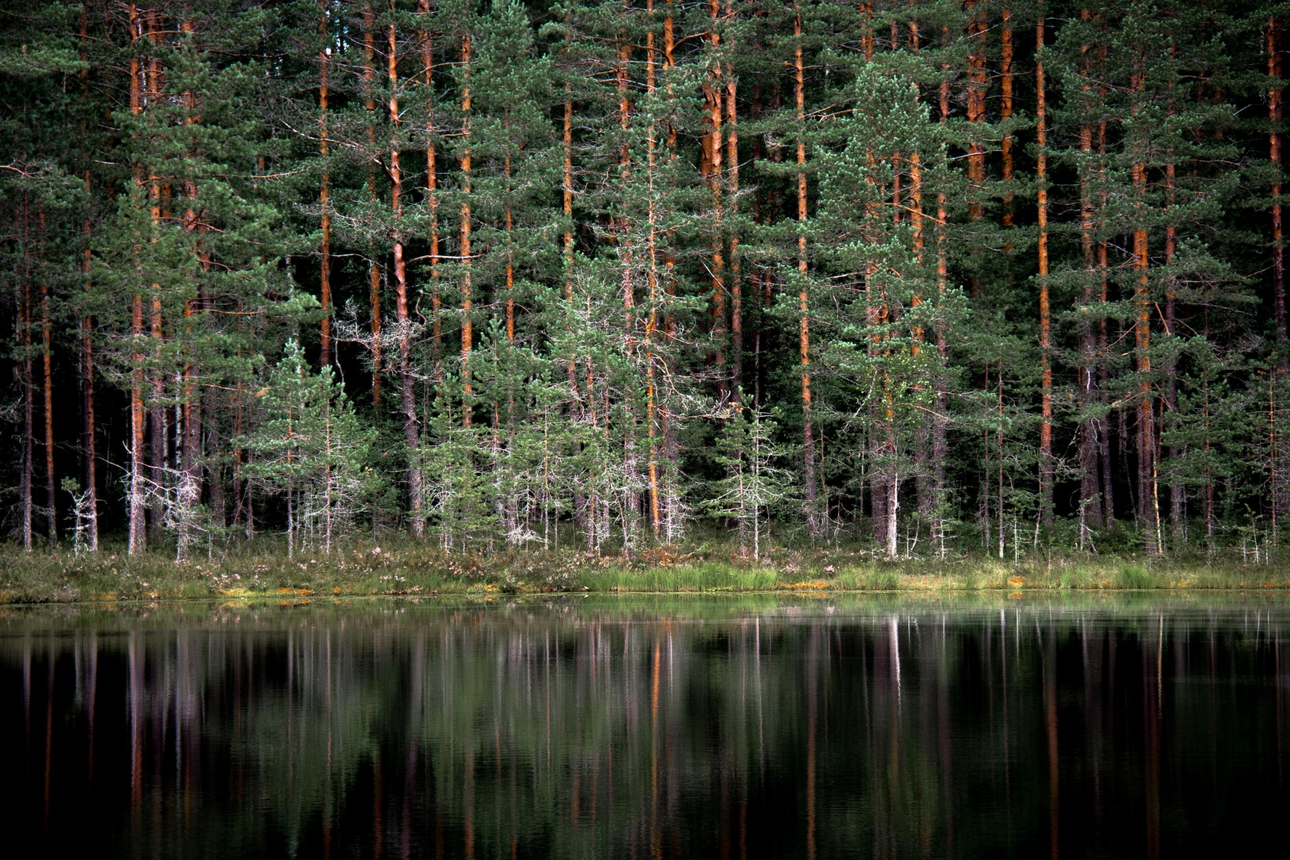 Vettä, jonka taustalla havumetsää