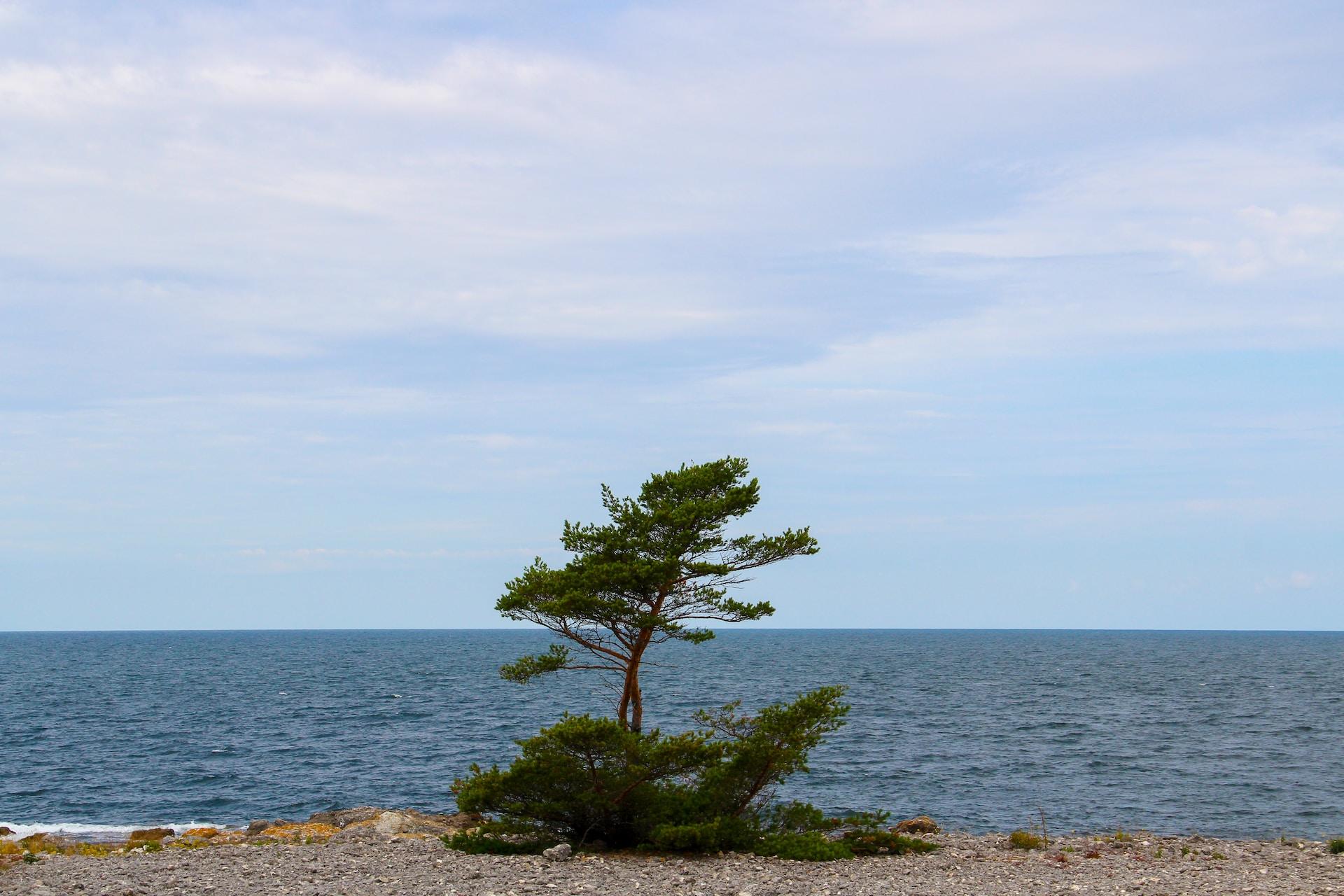 Pieni puu rannalla meri taustallaan