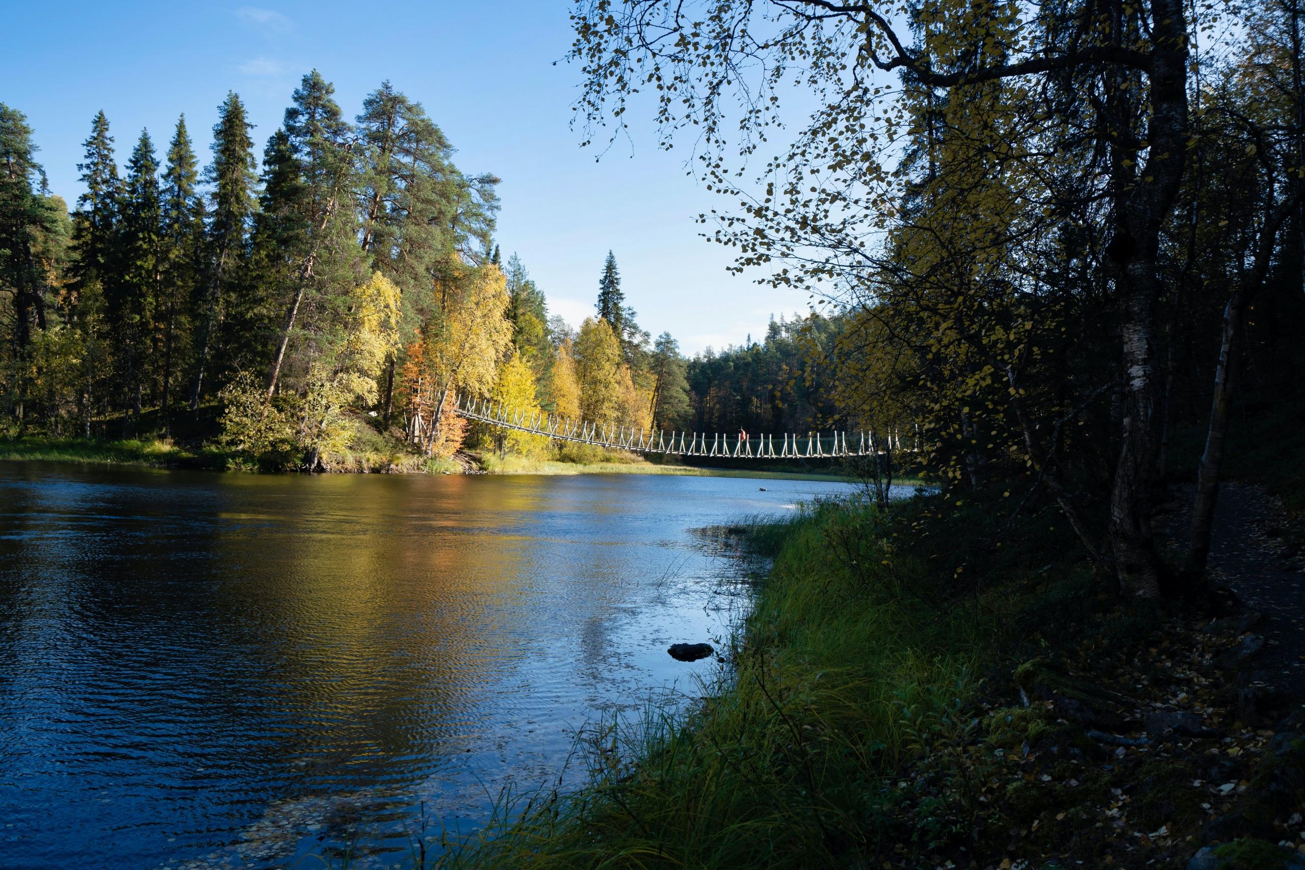 Joki ja metsää