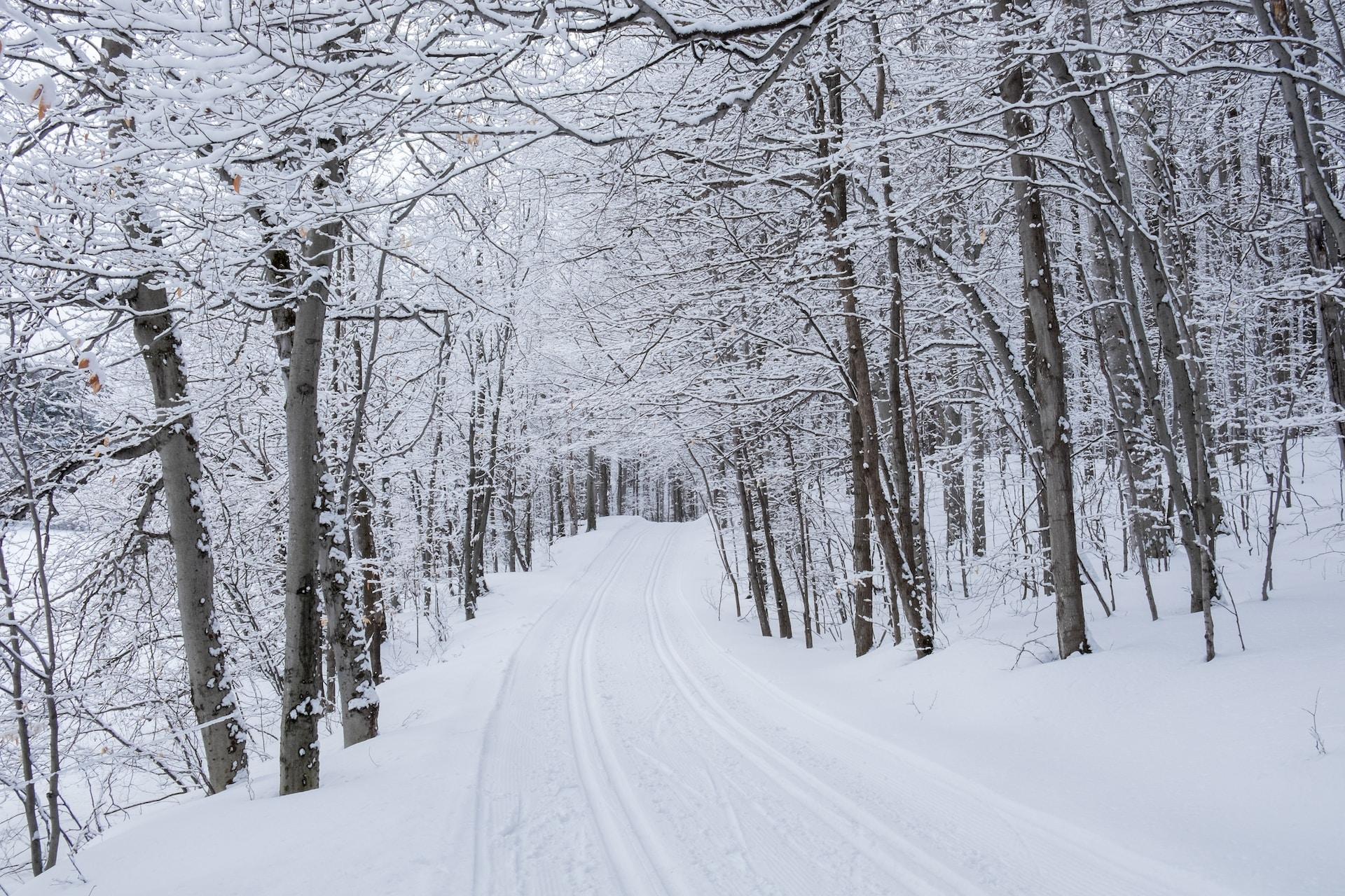 Hiihtolatu talvisen metsän keskellä