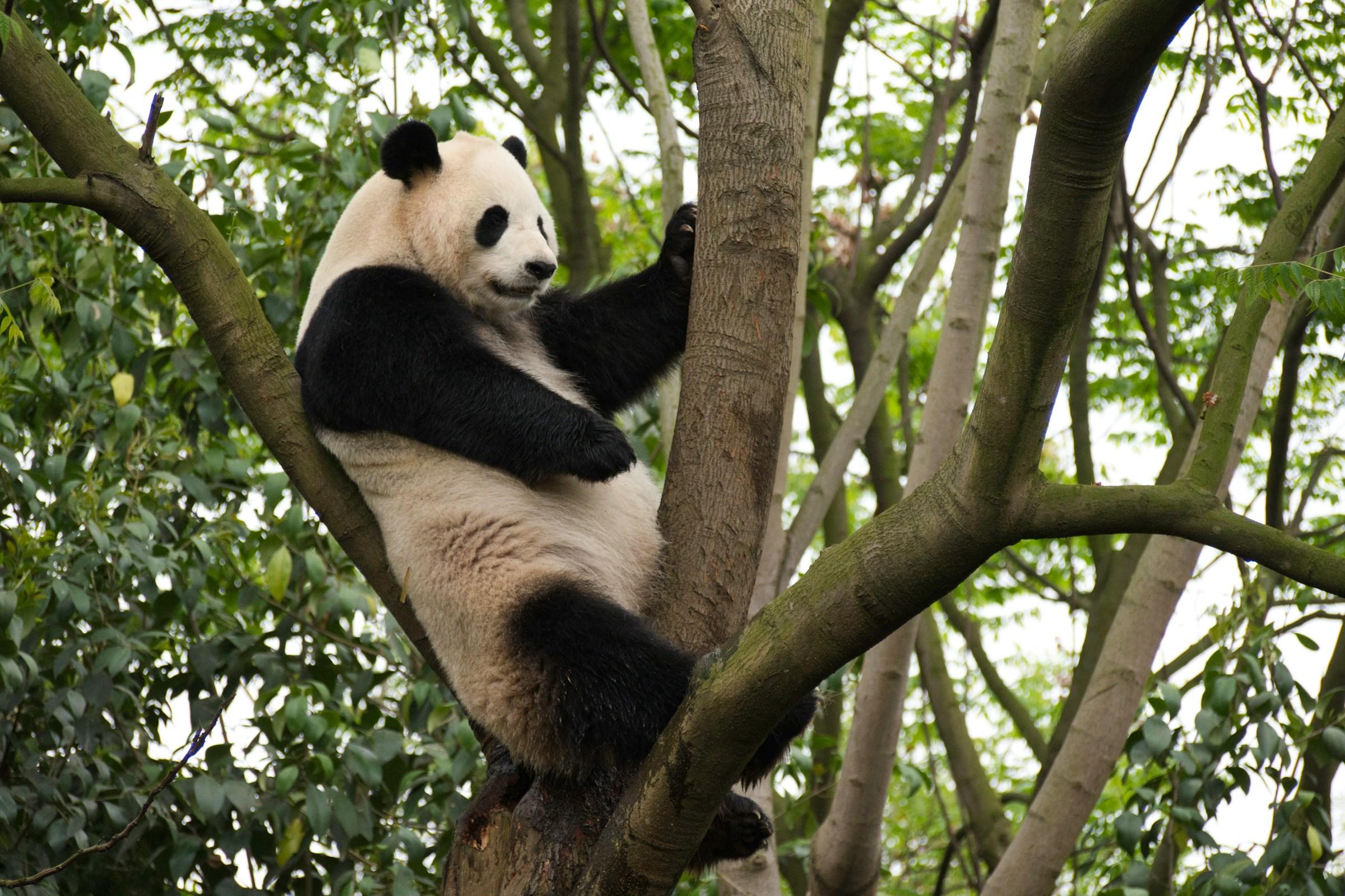 Panda puussa