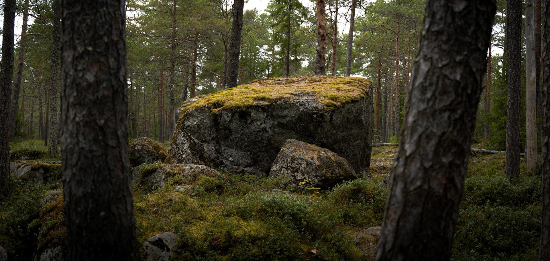 Iso kivi metsässä