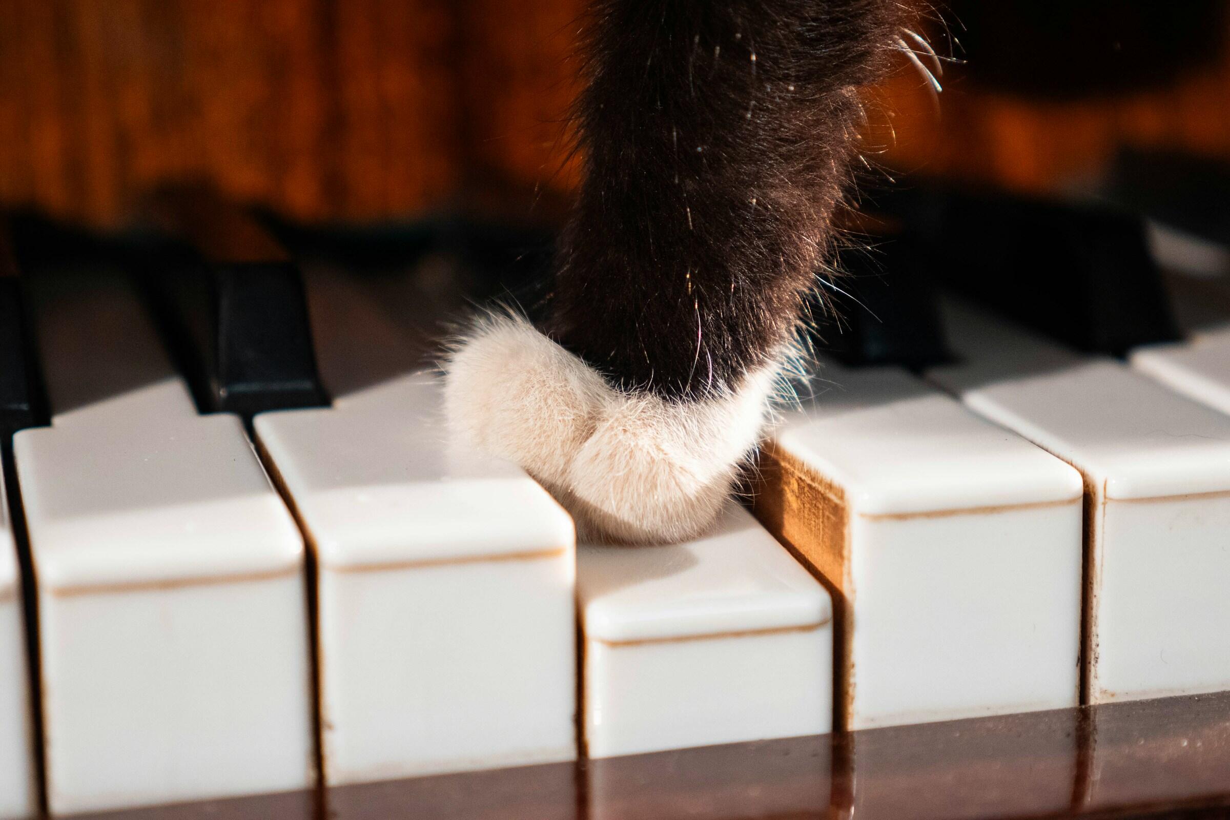 Kissa soittaa pianoa