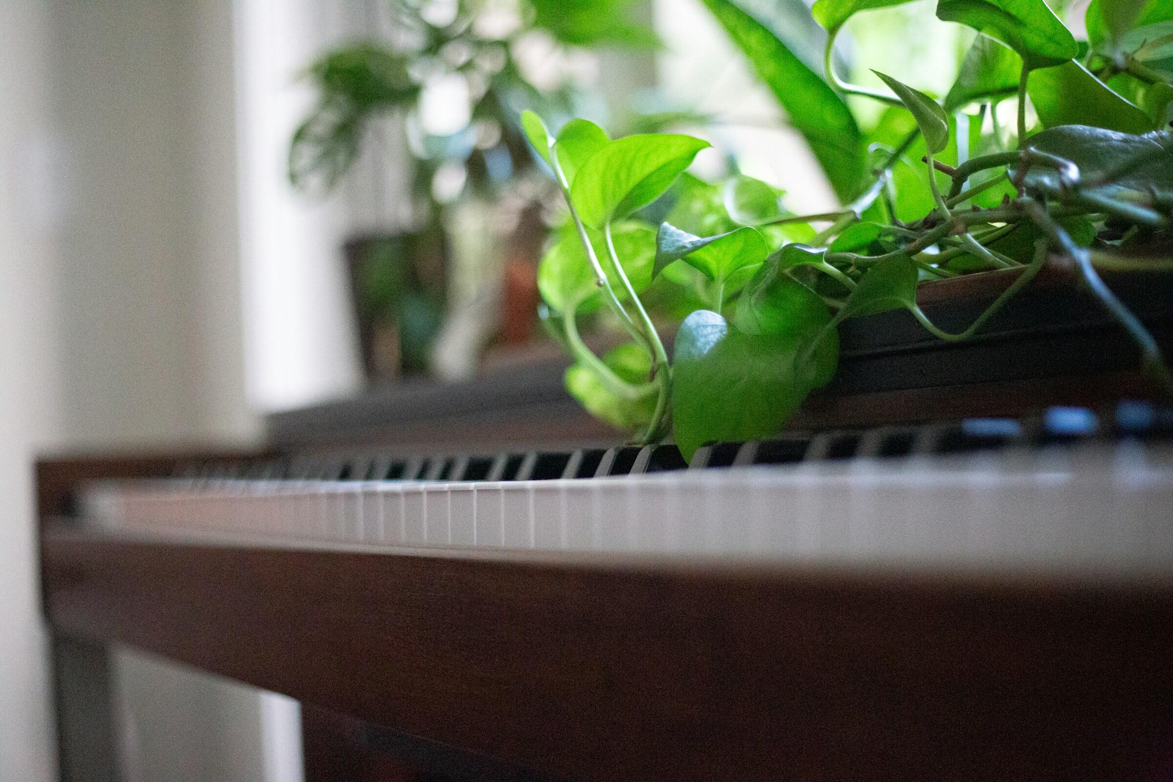 Piano ja huonekasvi