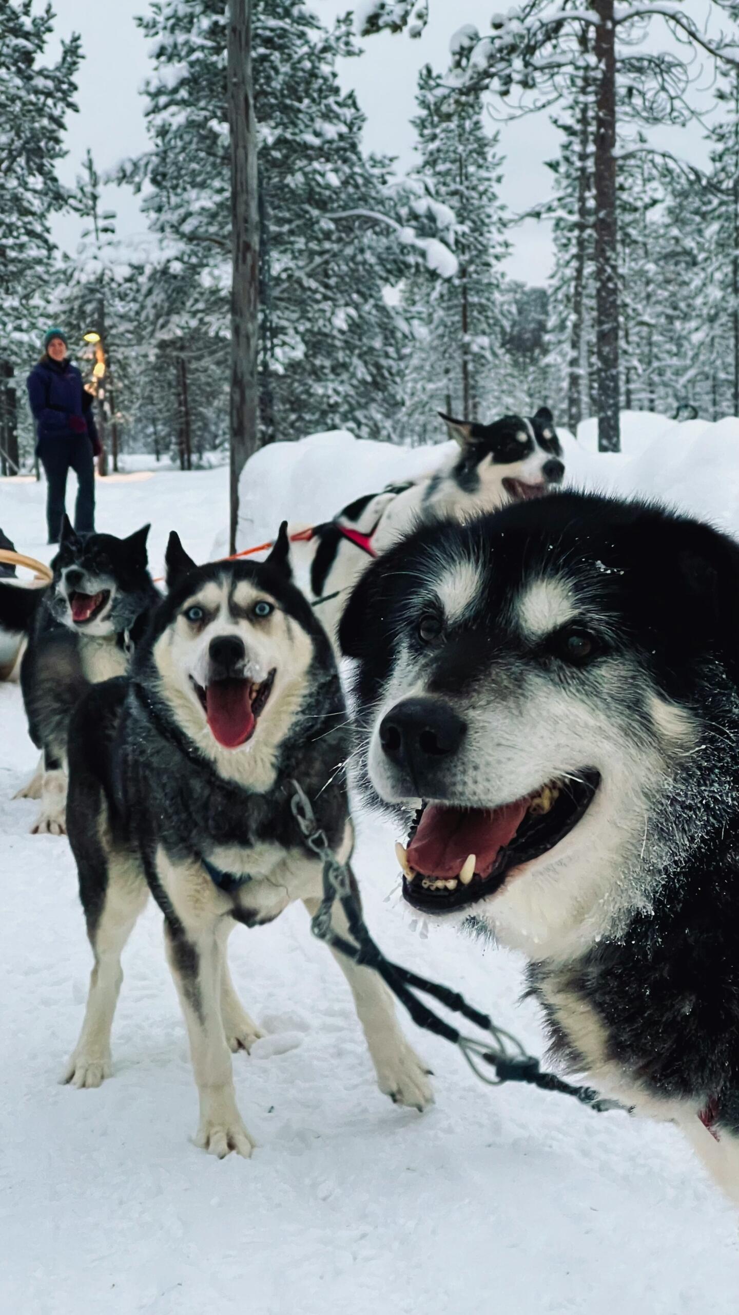 Huskyja Lapissa