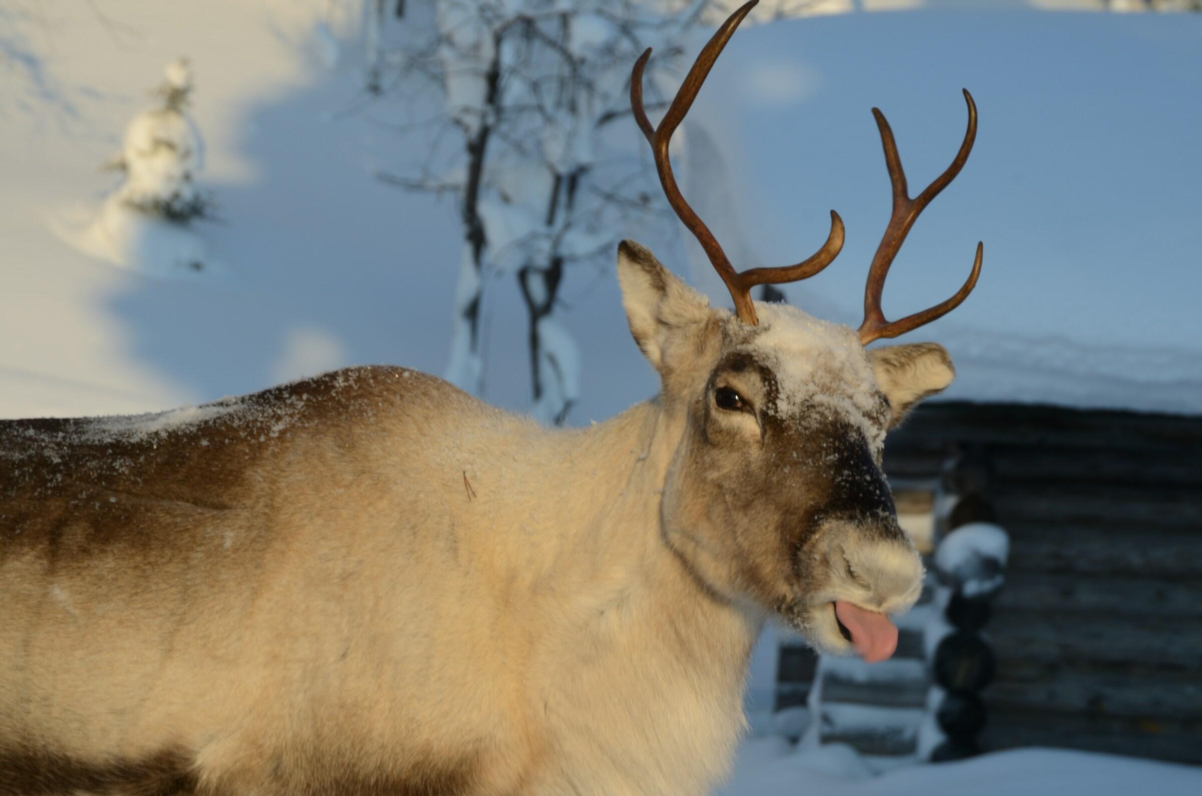 Poro Yllästunturilla