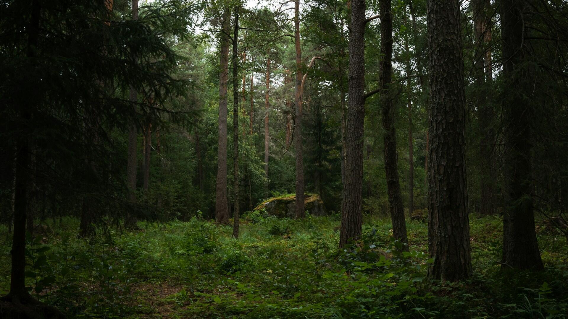 Kivi metsän keskellä