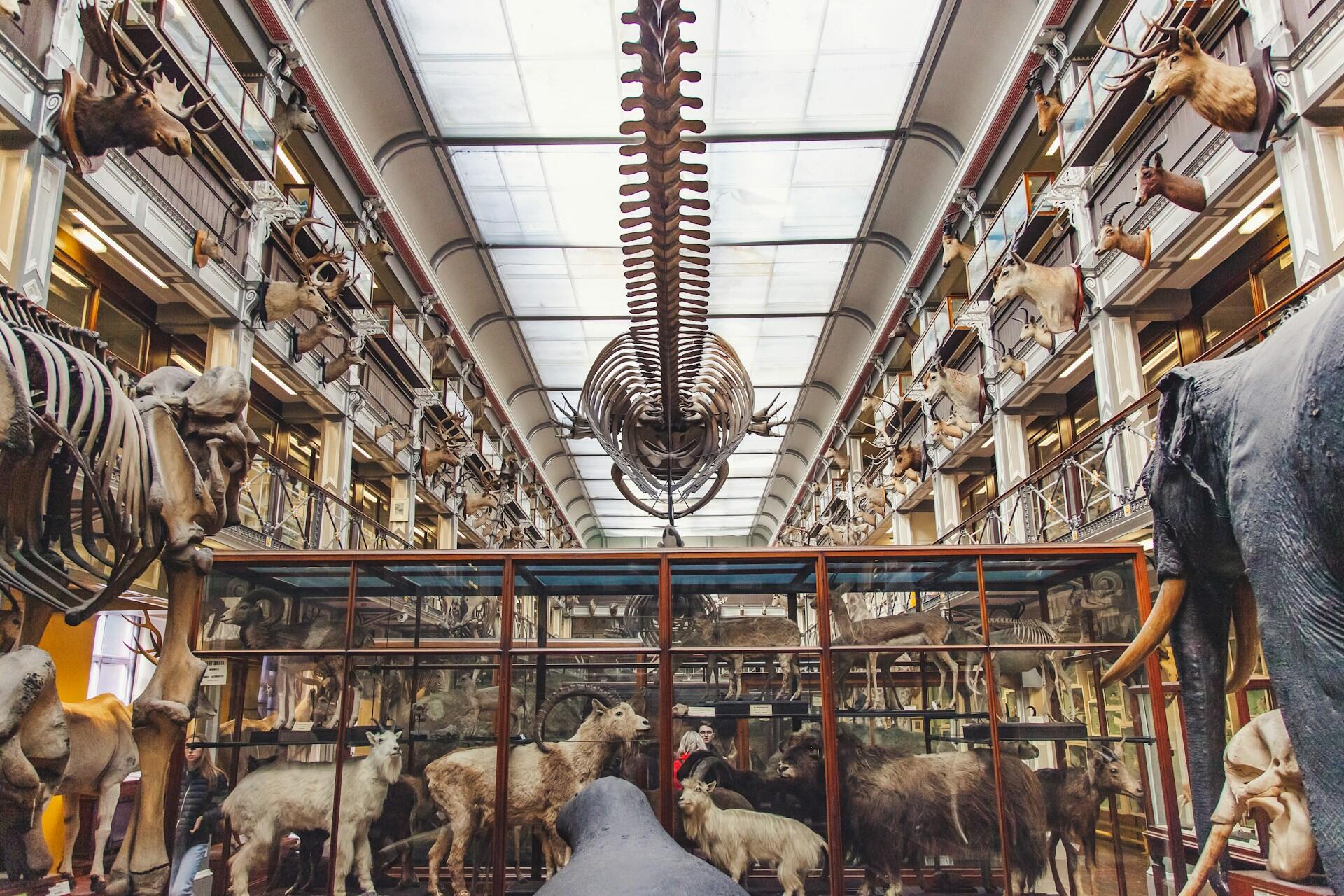 Luonnontieteiden museo