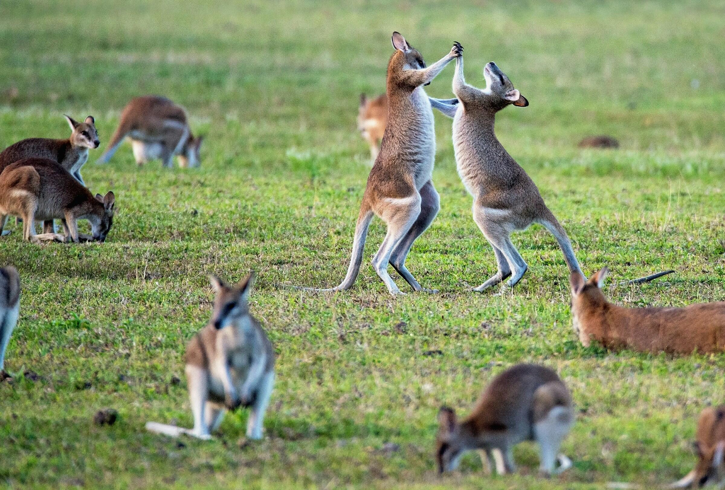 Kenguruita Australiassa