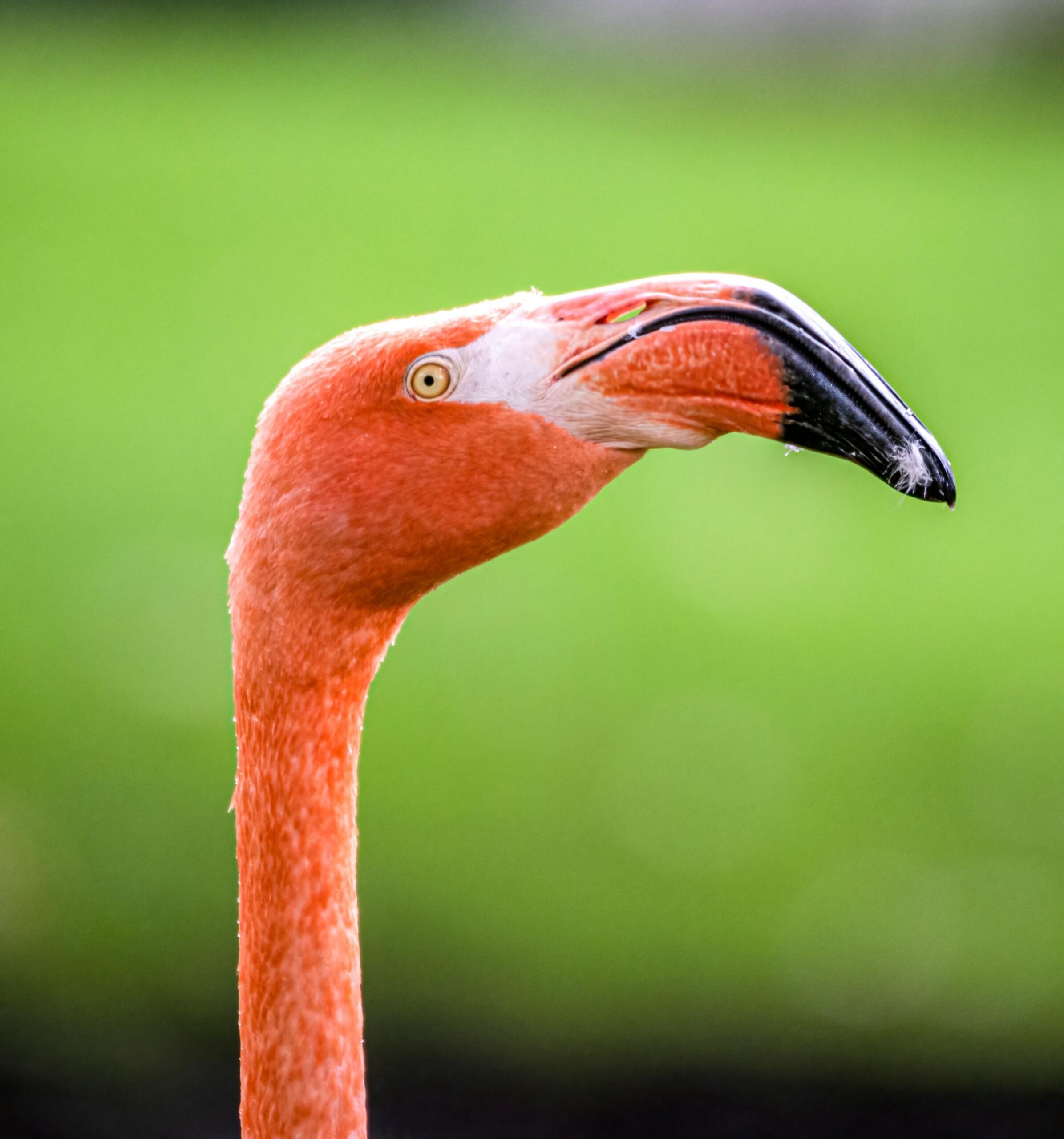 Flamingon pää vihreällä taustalla