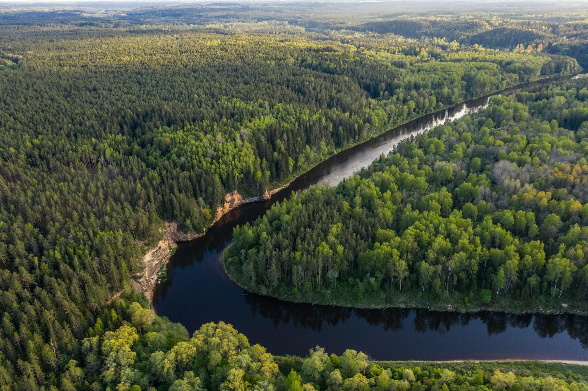 Joki metsän keskellä