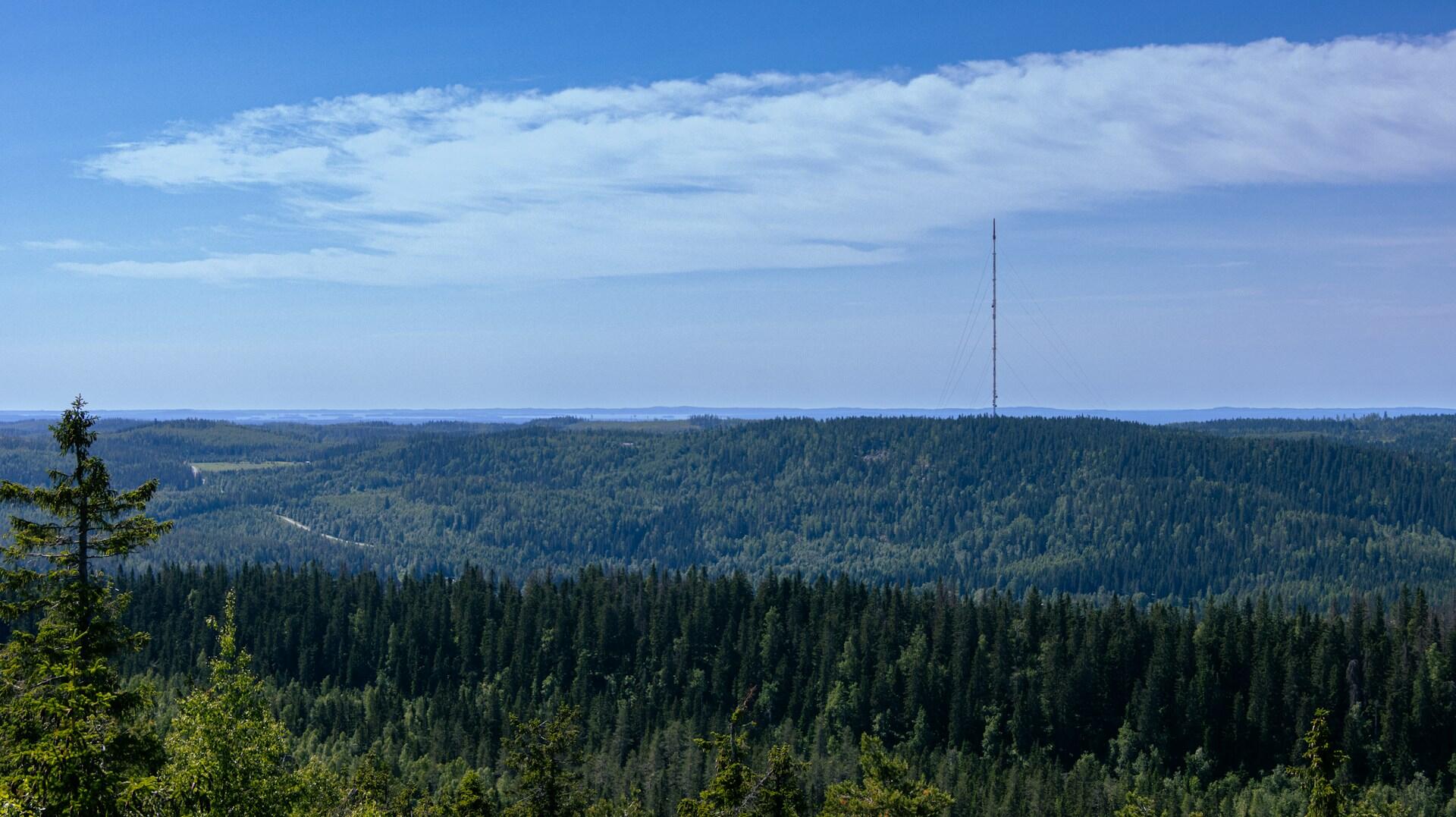Kesäistä metsämaisemaa
