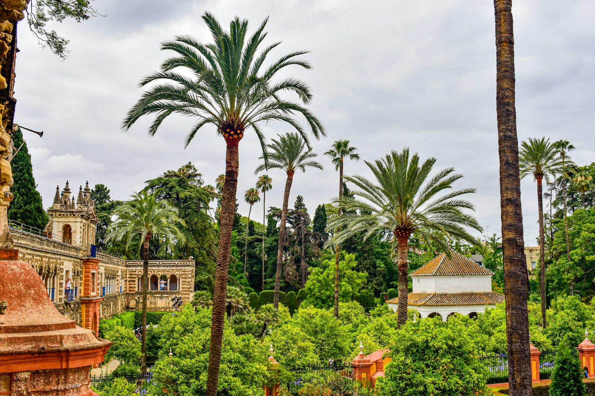 Palmupuita puistossa
