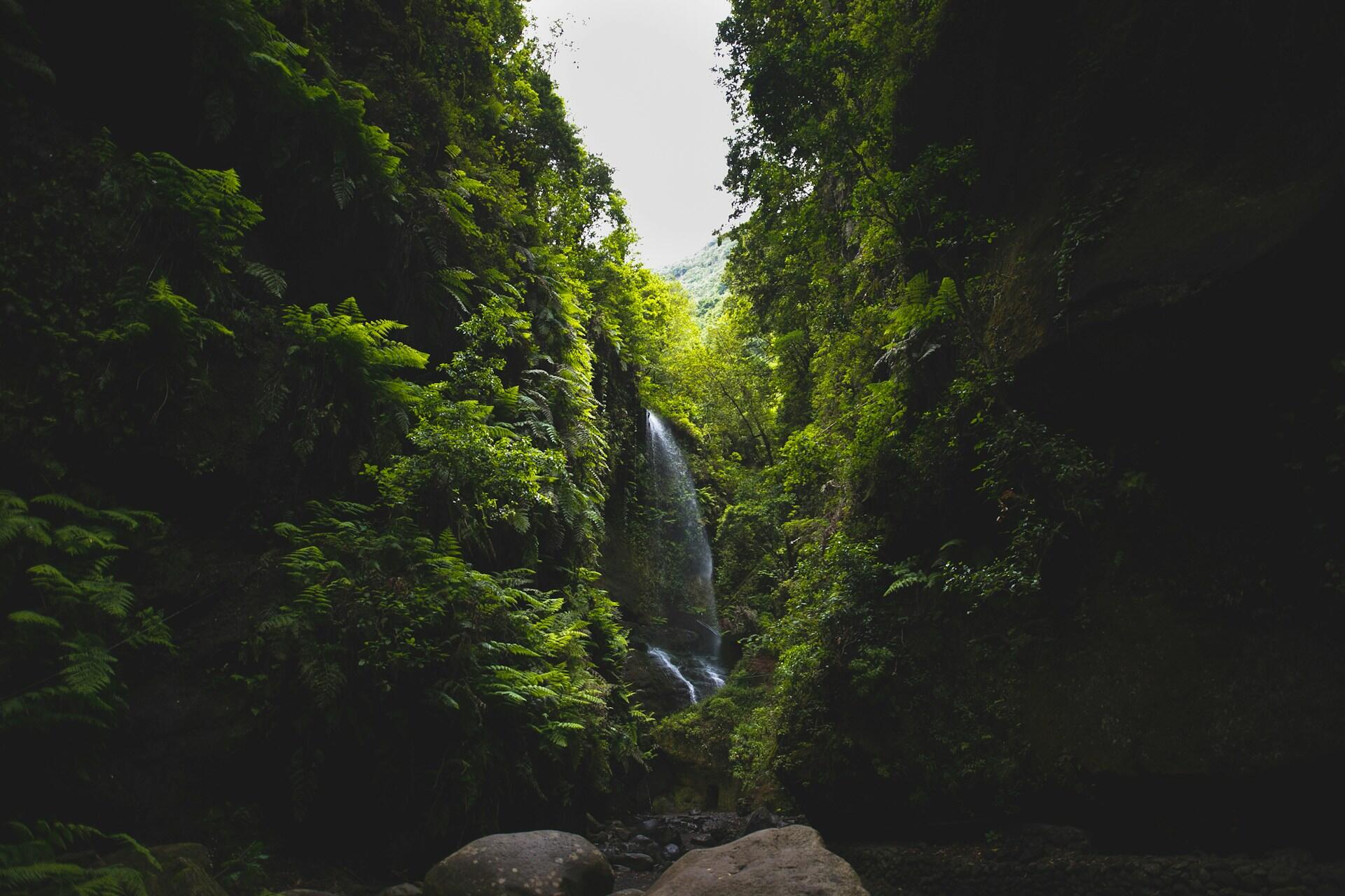 Vehreää metsää