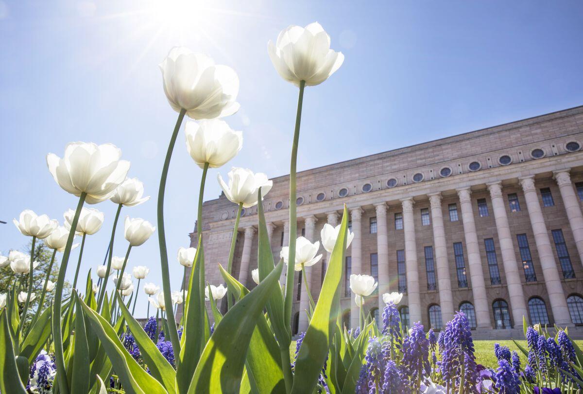 Kukkia Eduskuntatalon edustalla