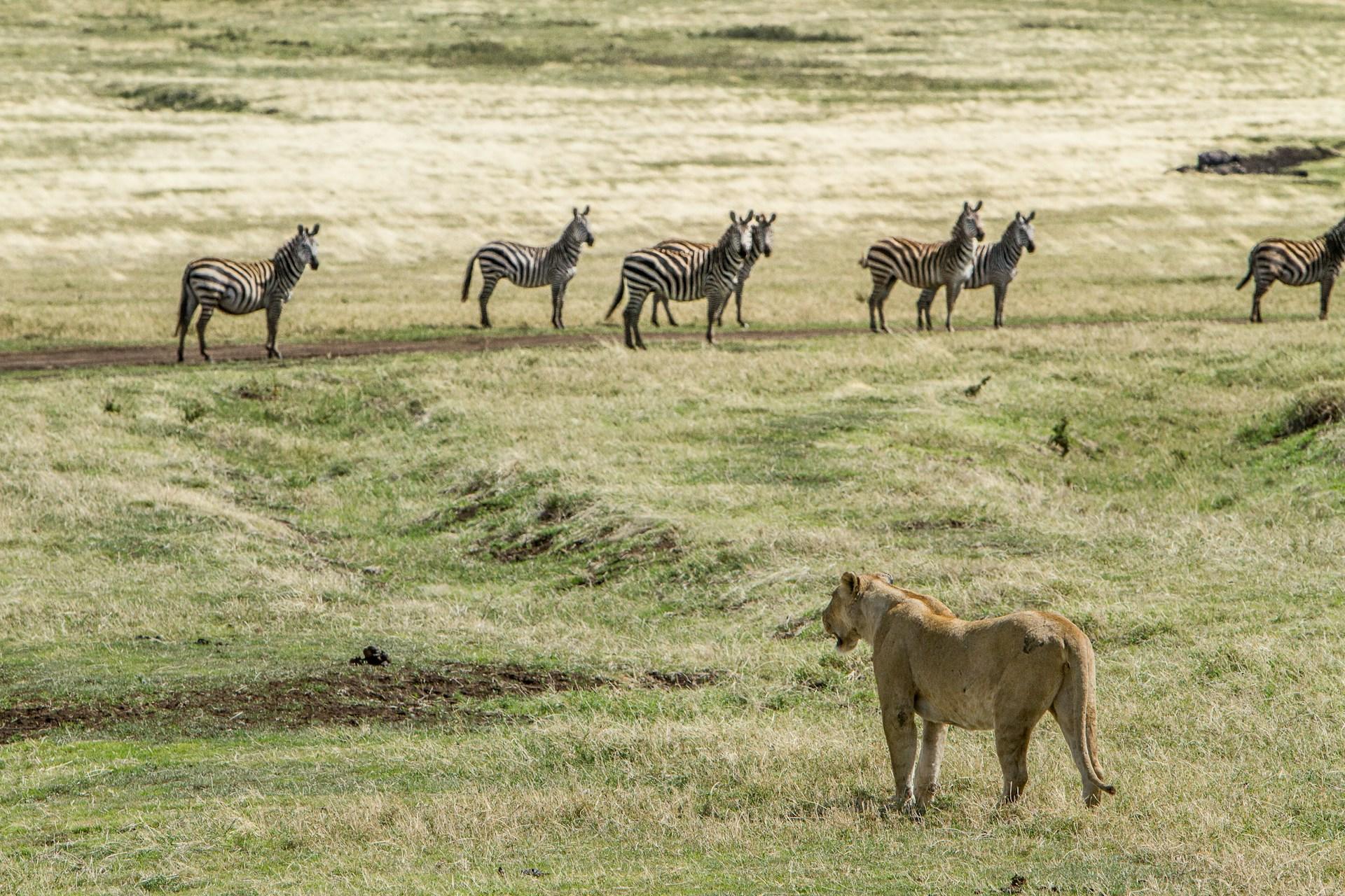Dieren op een open veld zijn levende organismen