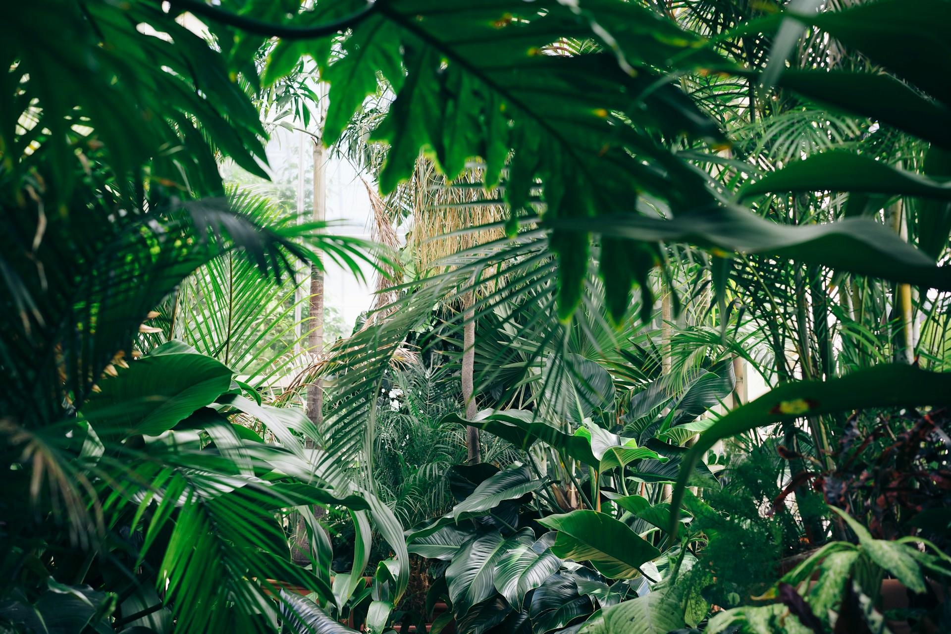 Planten en organismen in een jungle