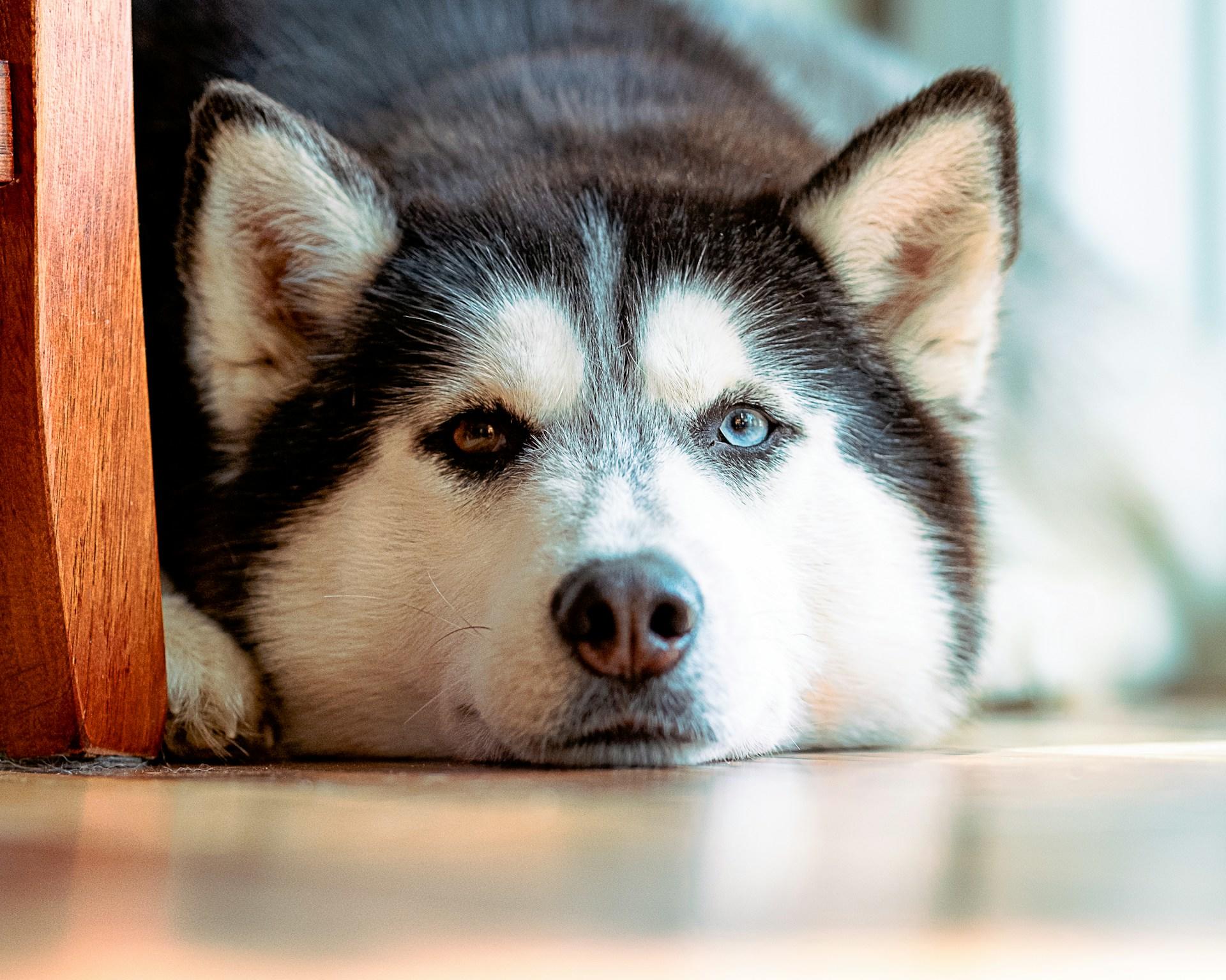 Hond heeft verschillende ogen