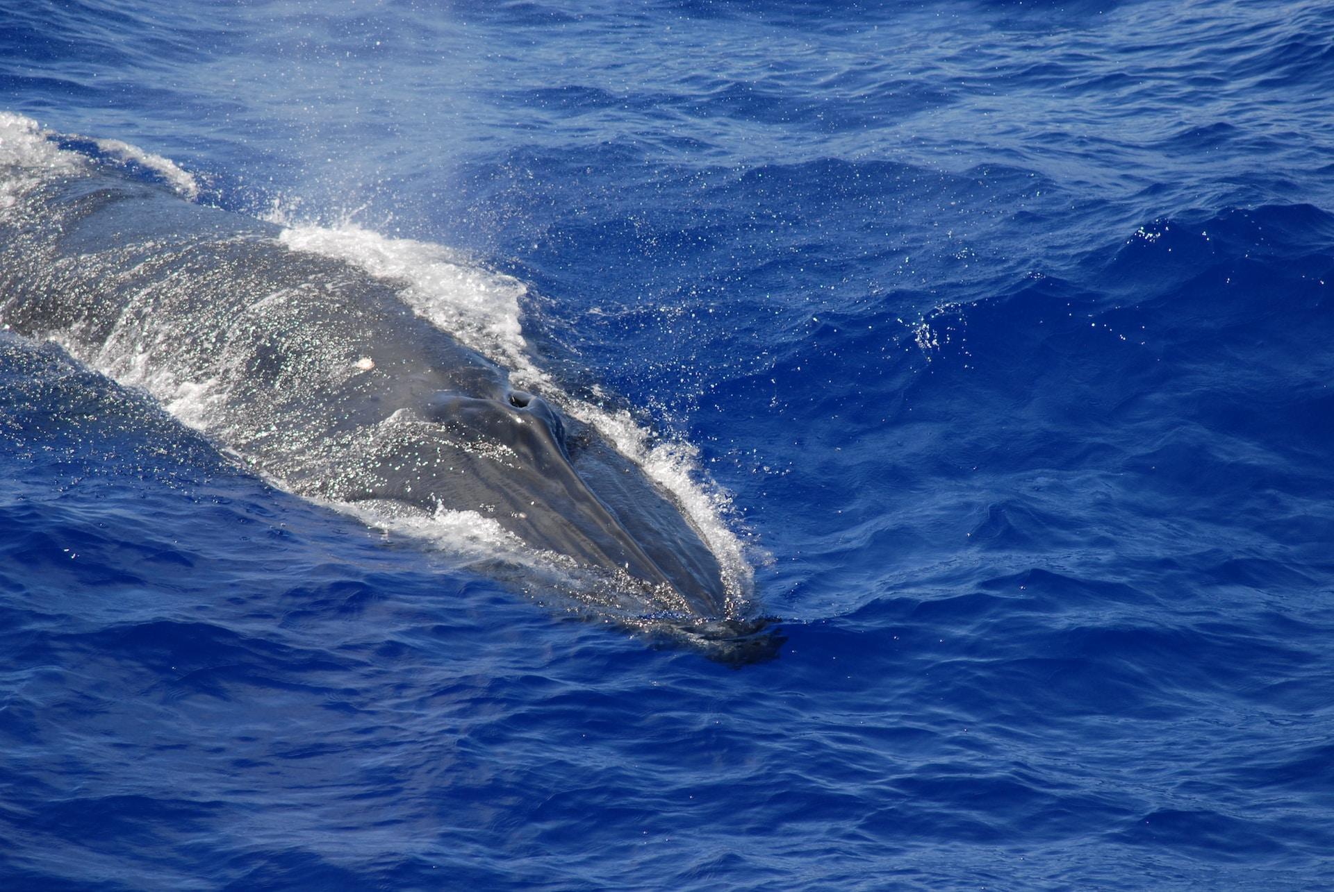 Walvis naast boot