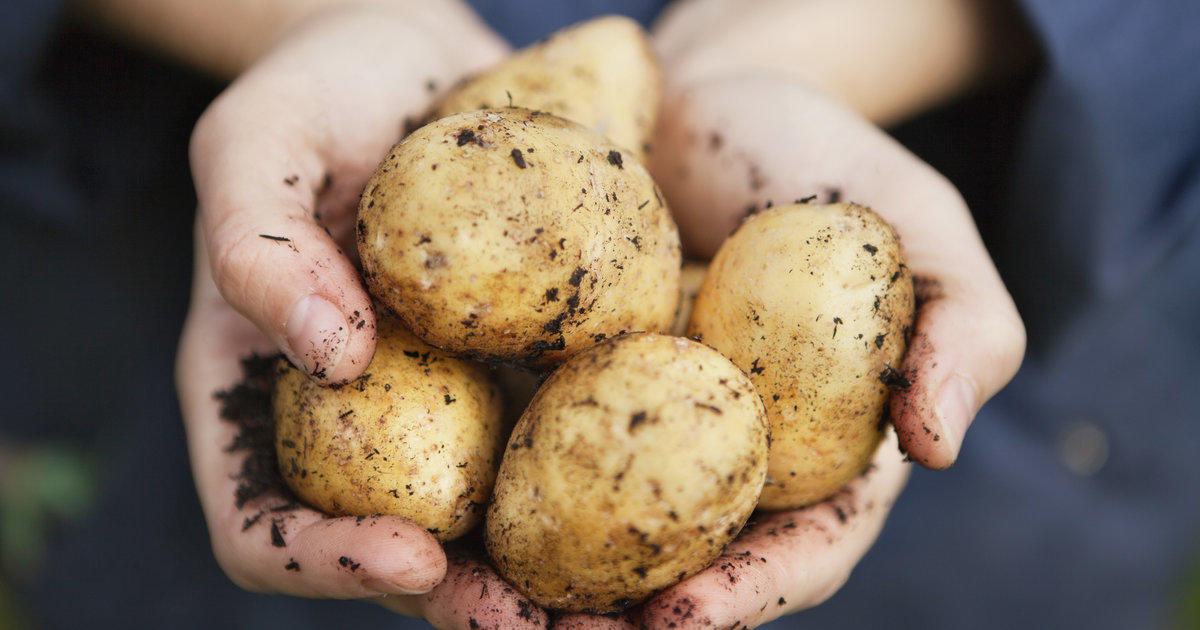 Man houd aardappelen vast