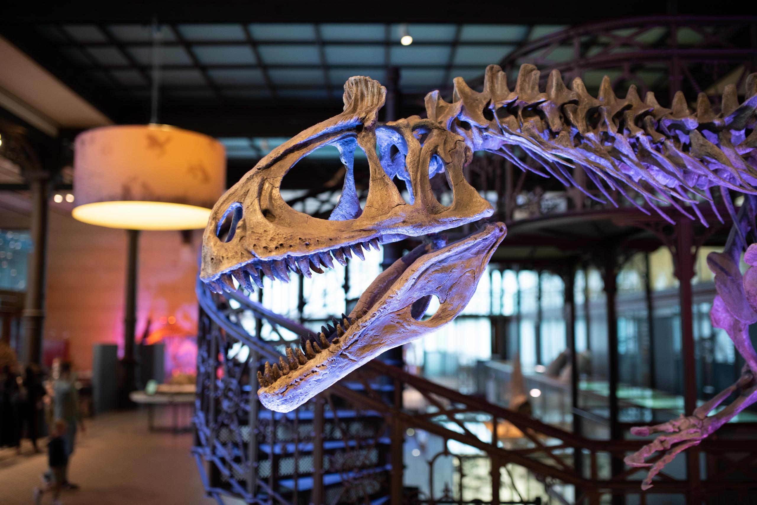 Natuurhistorisch Museum Brussel