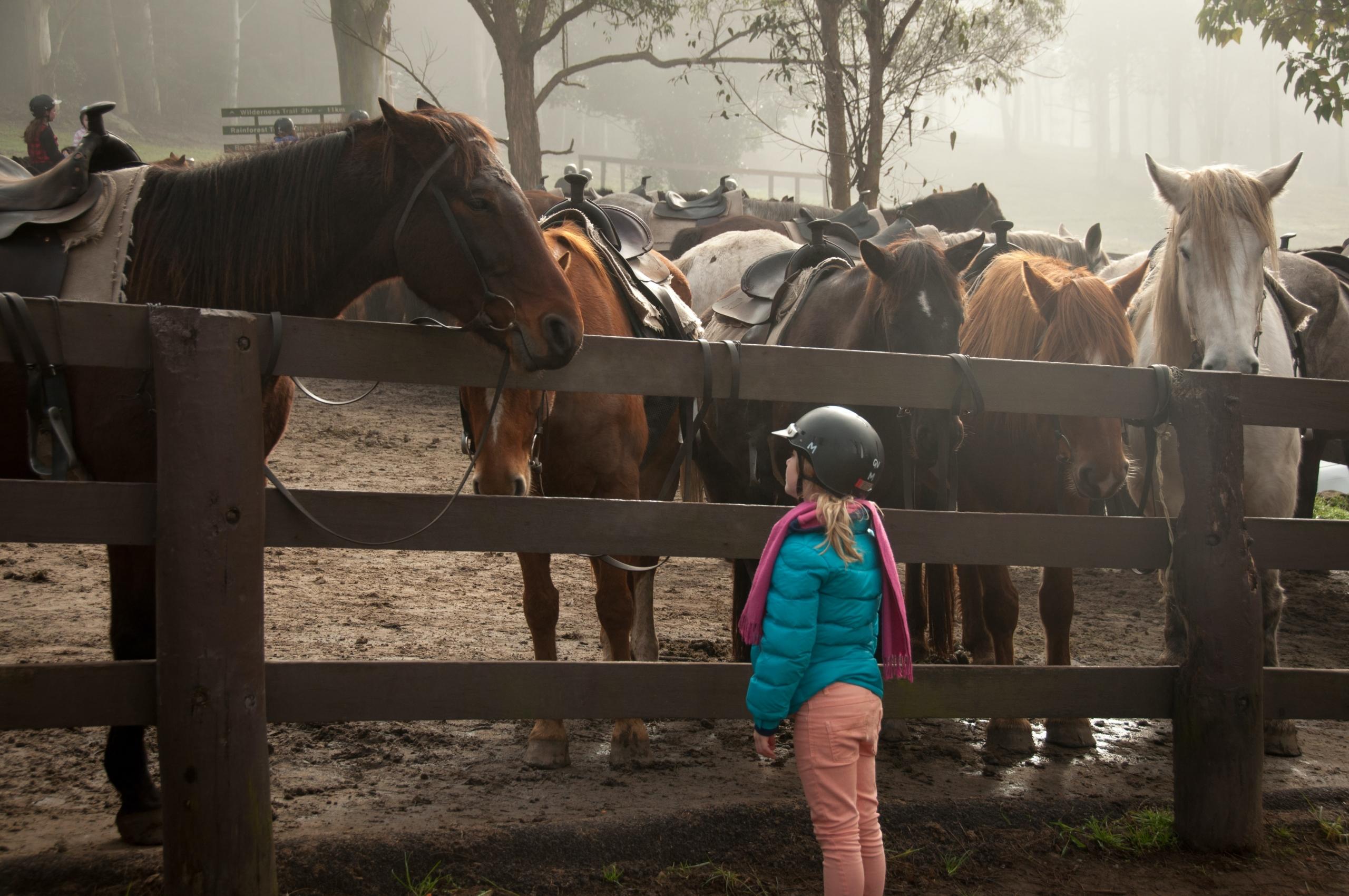 Kind kijkt naar paarden