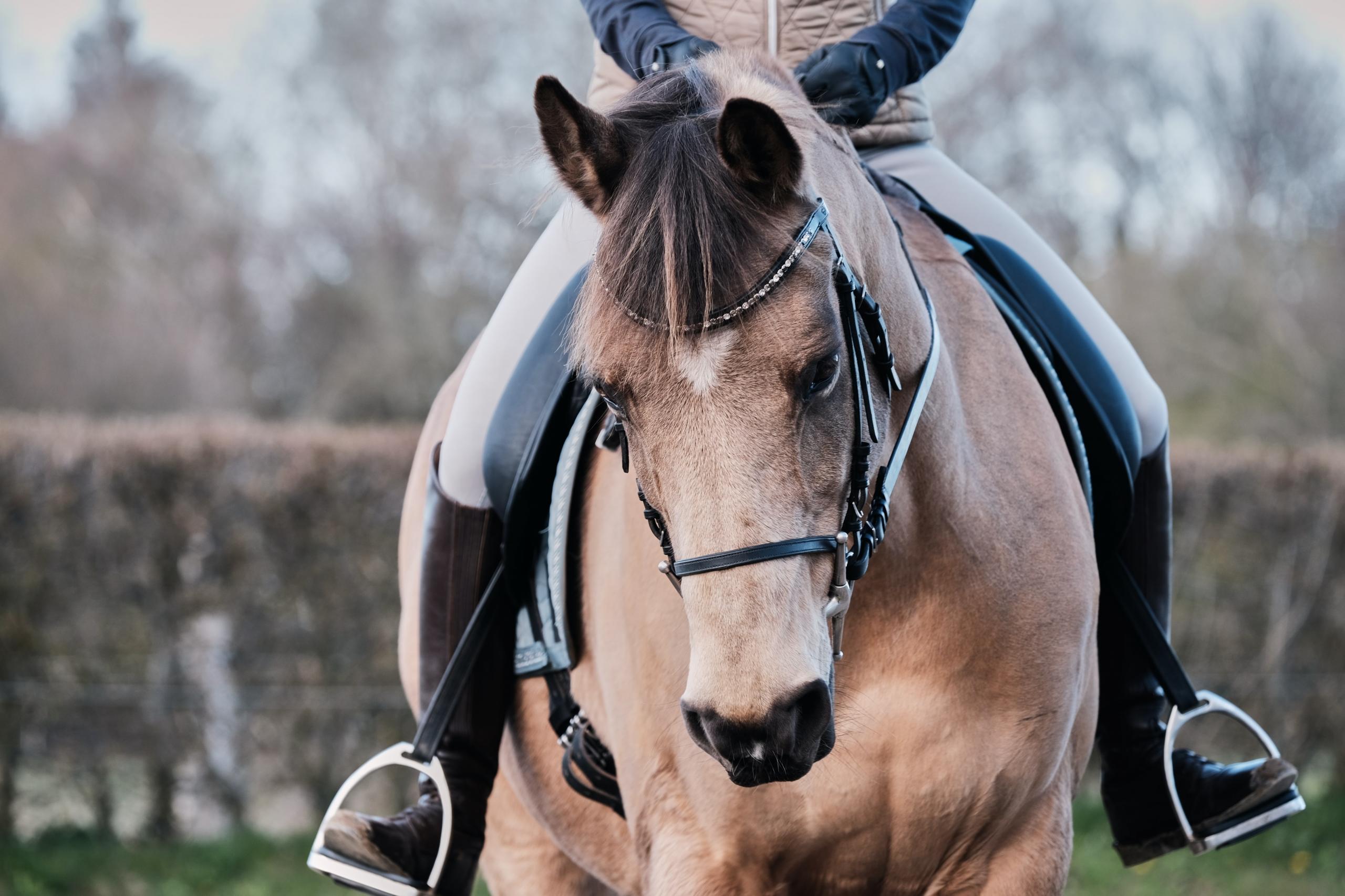 Ruiter op paard