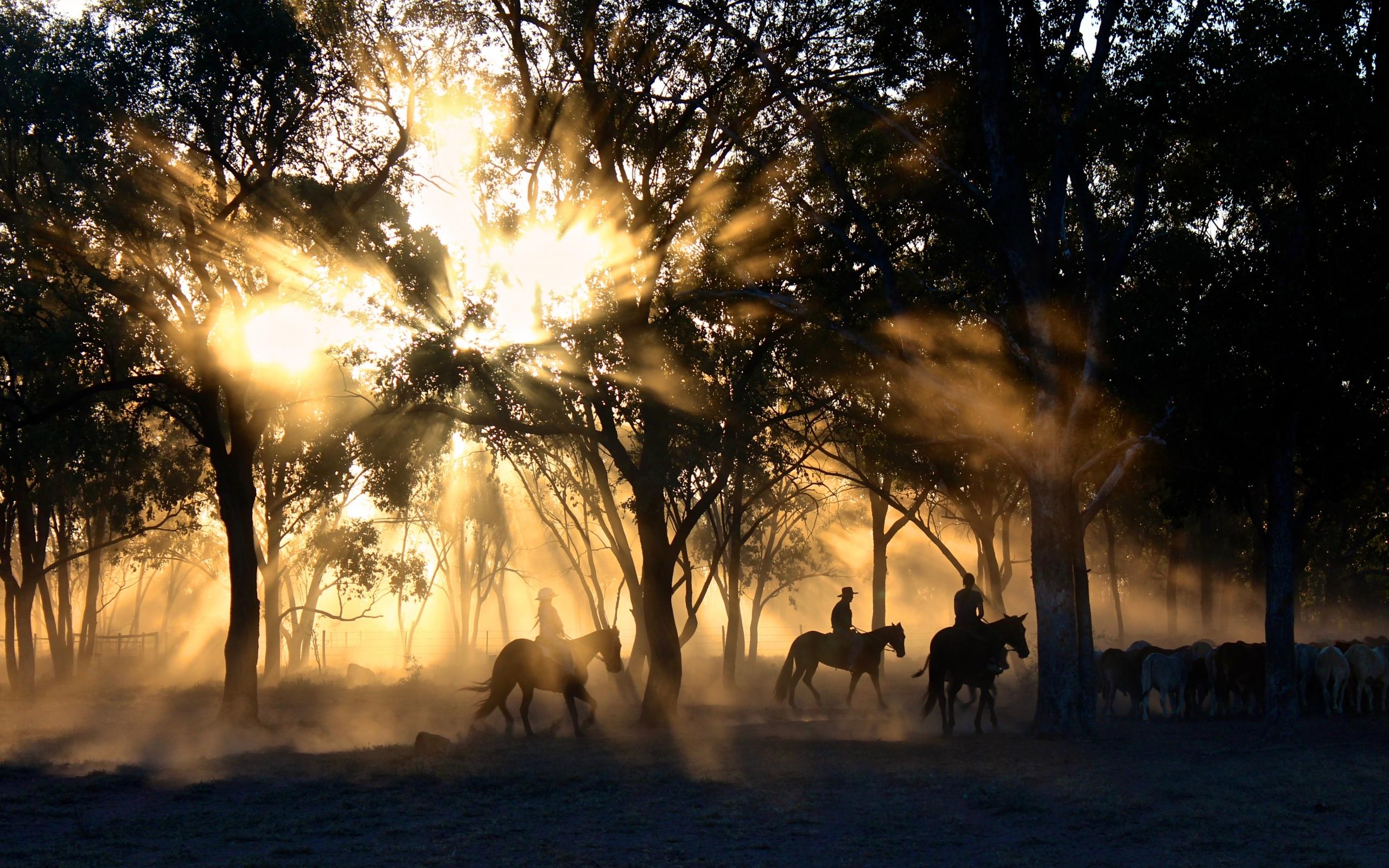 paarden met ruiters in bos