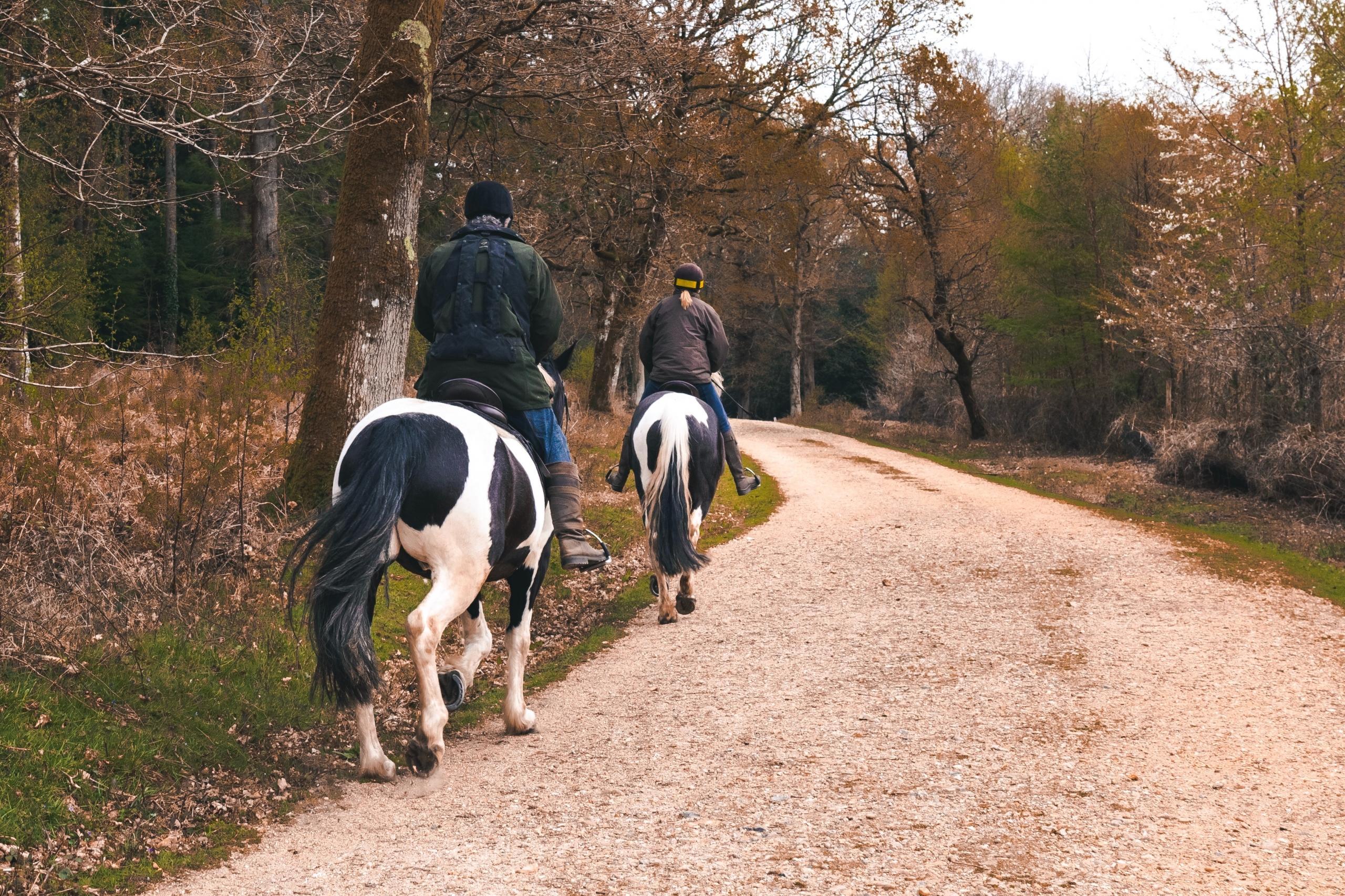 Ruiters rijden op paarden in bos