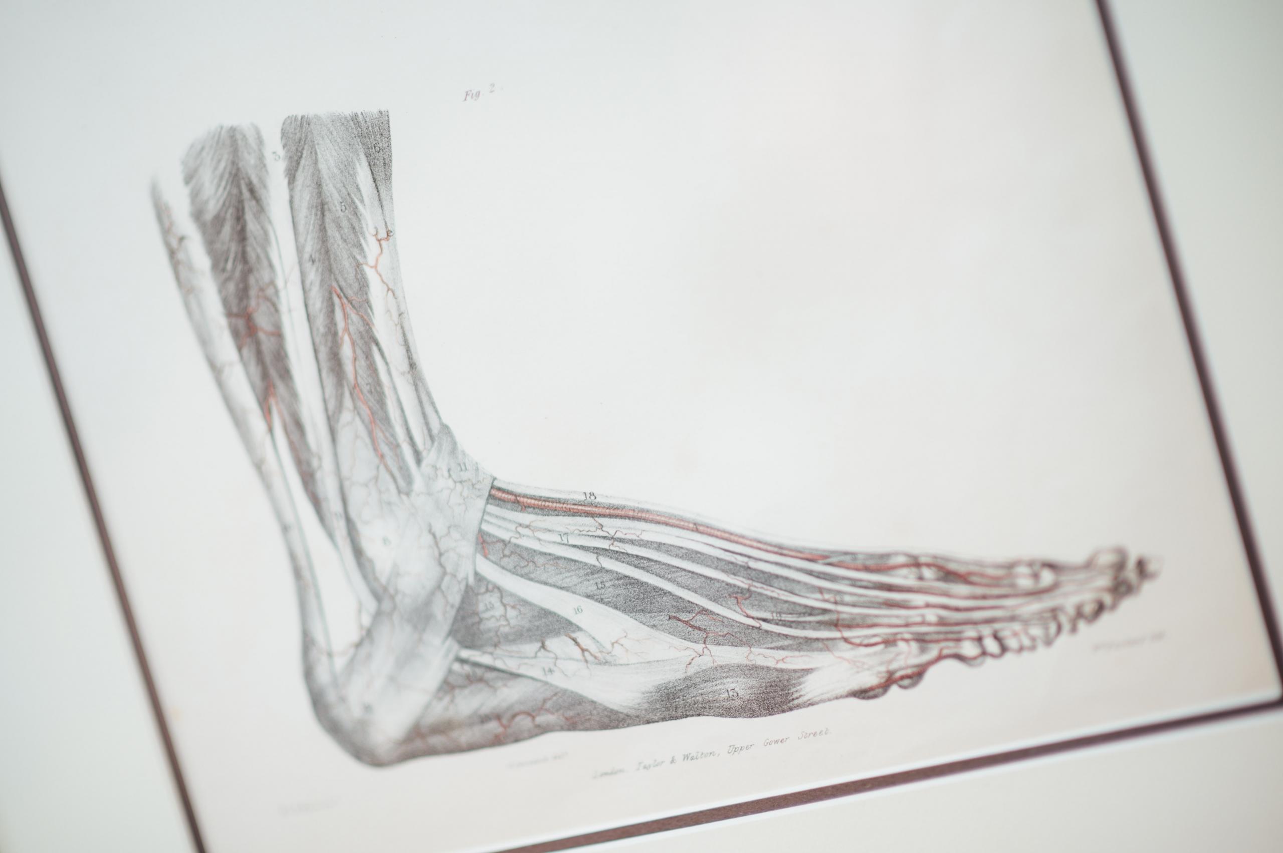 Anatomisch model van de voeten