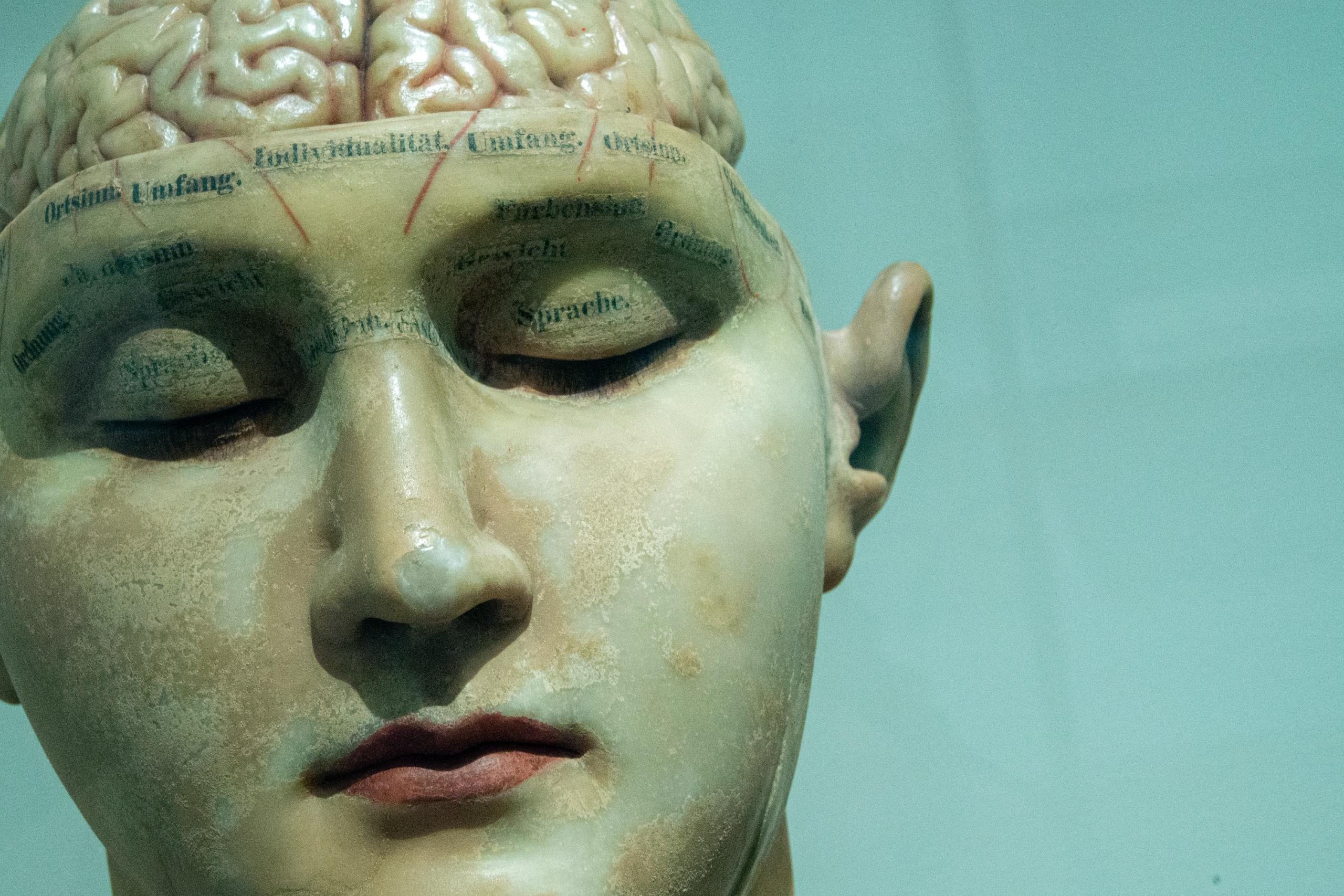 Anatomisch model van het brein