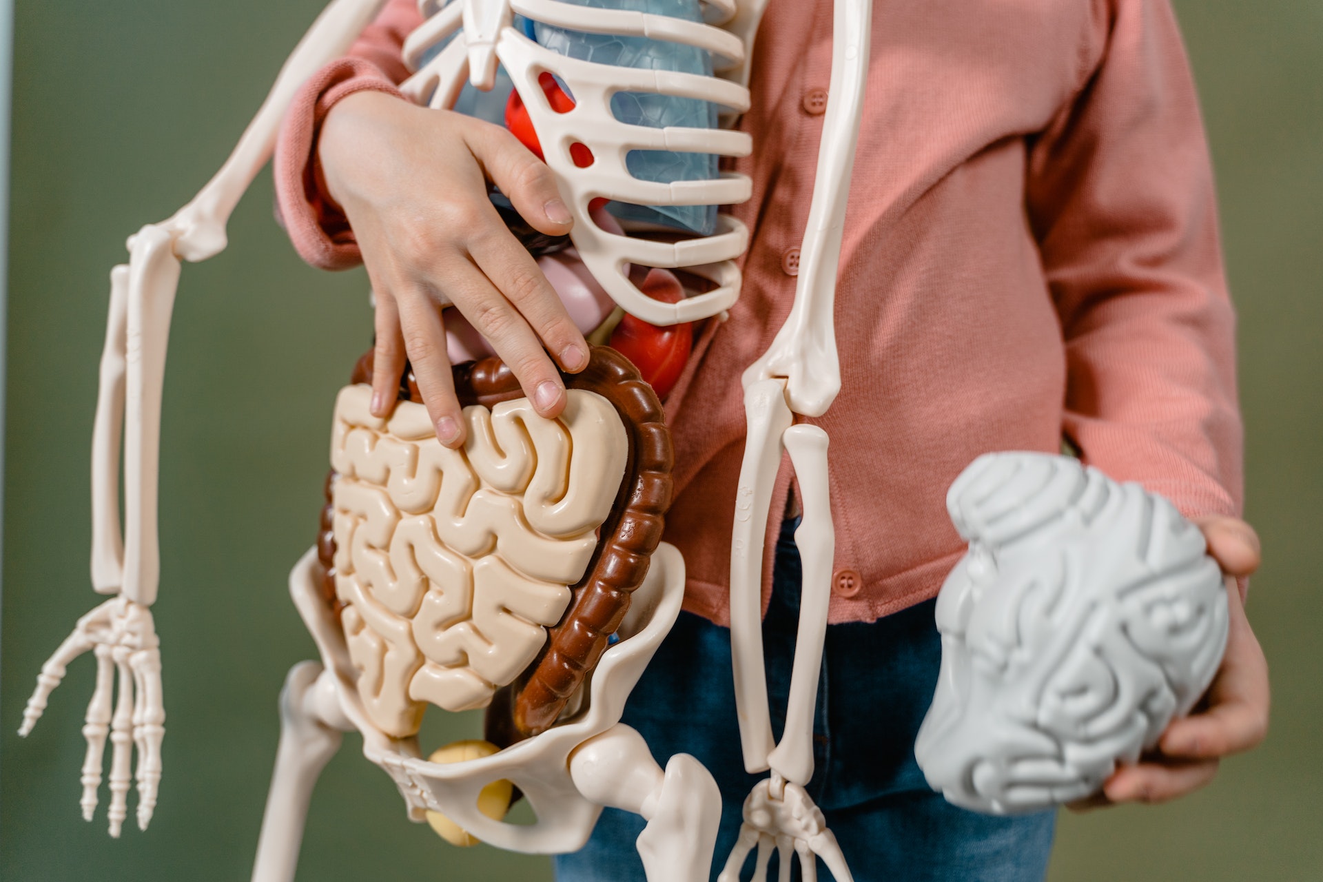 Anatomisch model van de mens