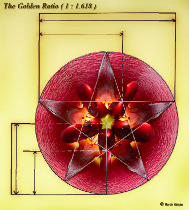 Er zit meer logica in de natuur dan je op het eerste gezicht zou denken