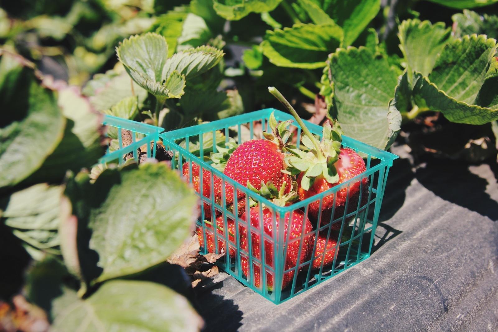 Récolter des fraises et autres produits de la terre en immersion, ça vous tente ?